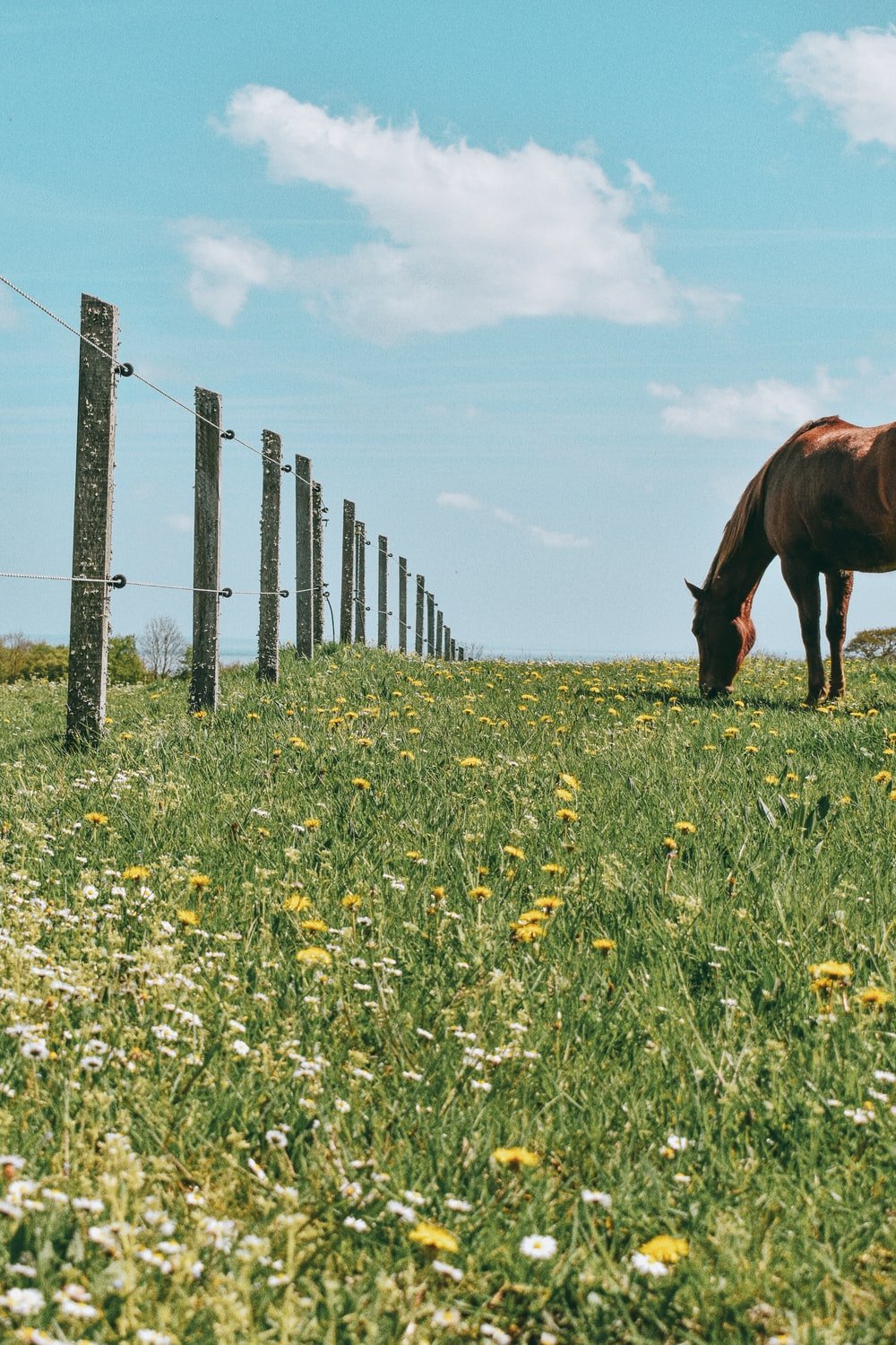 Horse Farm Picture. Download Free Image