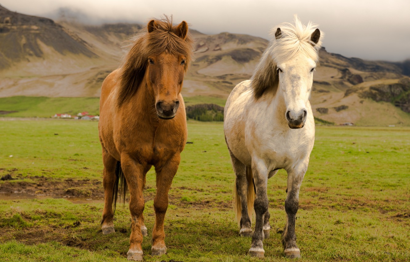 Wallpaper Iceland, Farm, Horses image for desktop, section животные