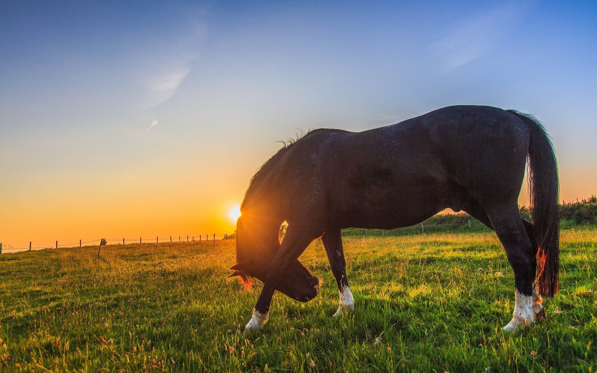 Horse Grazing in the Pasture in the Sunshine HD Wallpaper