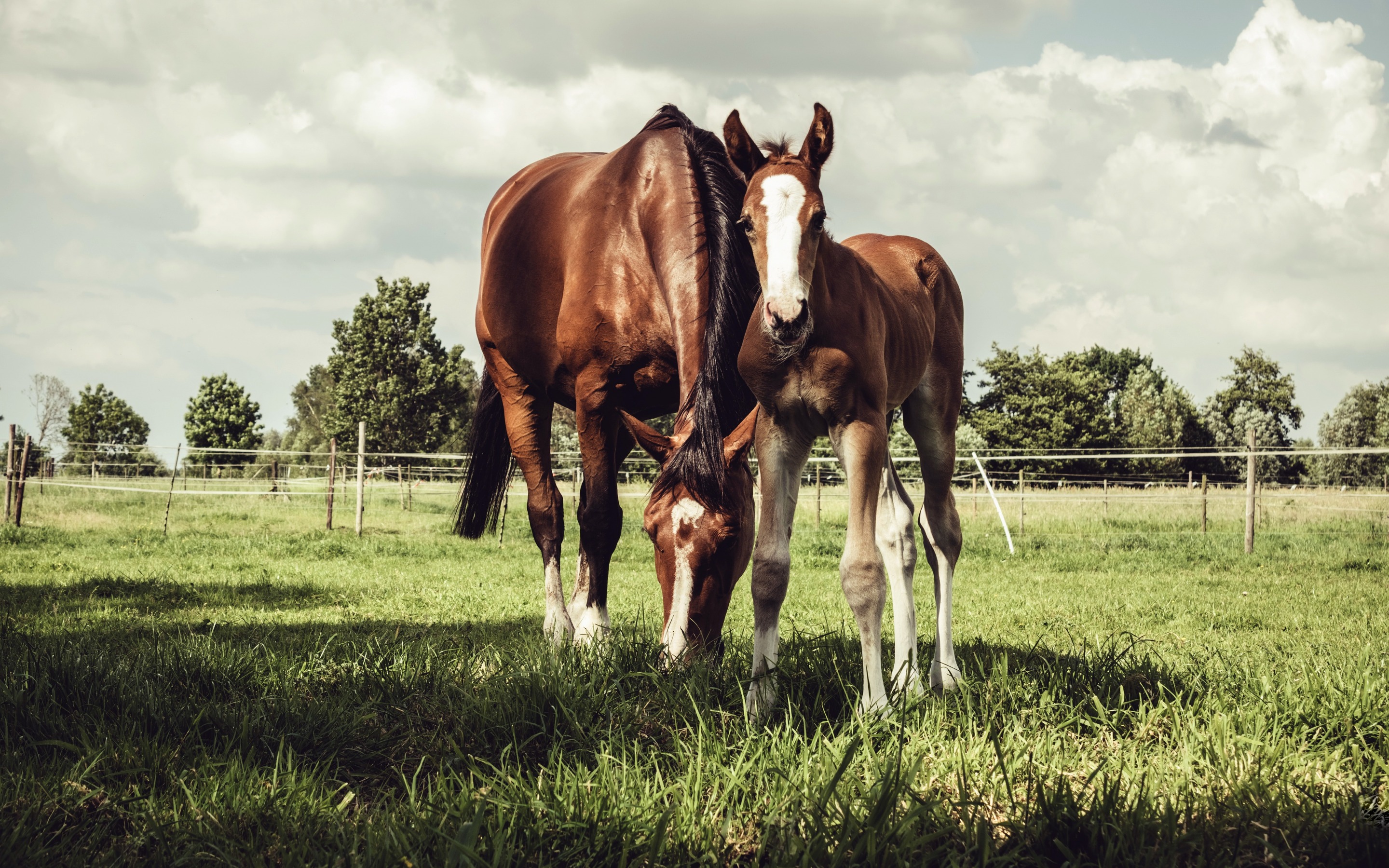 Download wallpaper brown horse, farm, little horse, green meadow, grass for desktop with resolution 2880x1800. High Quality HD picture wallpaper