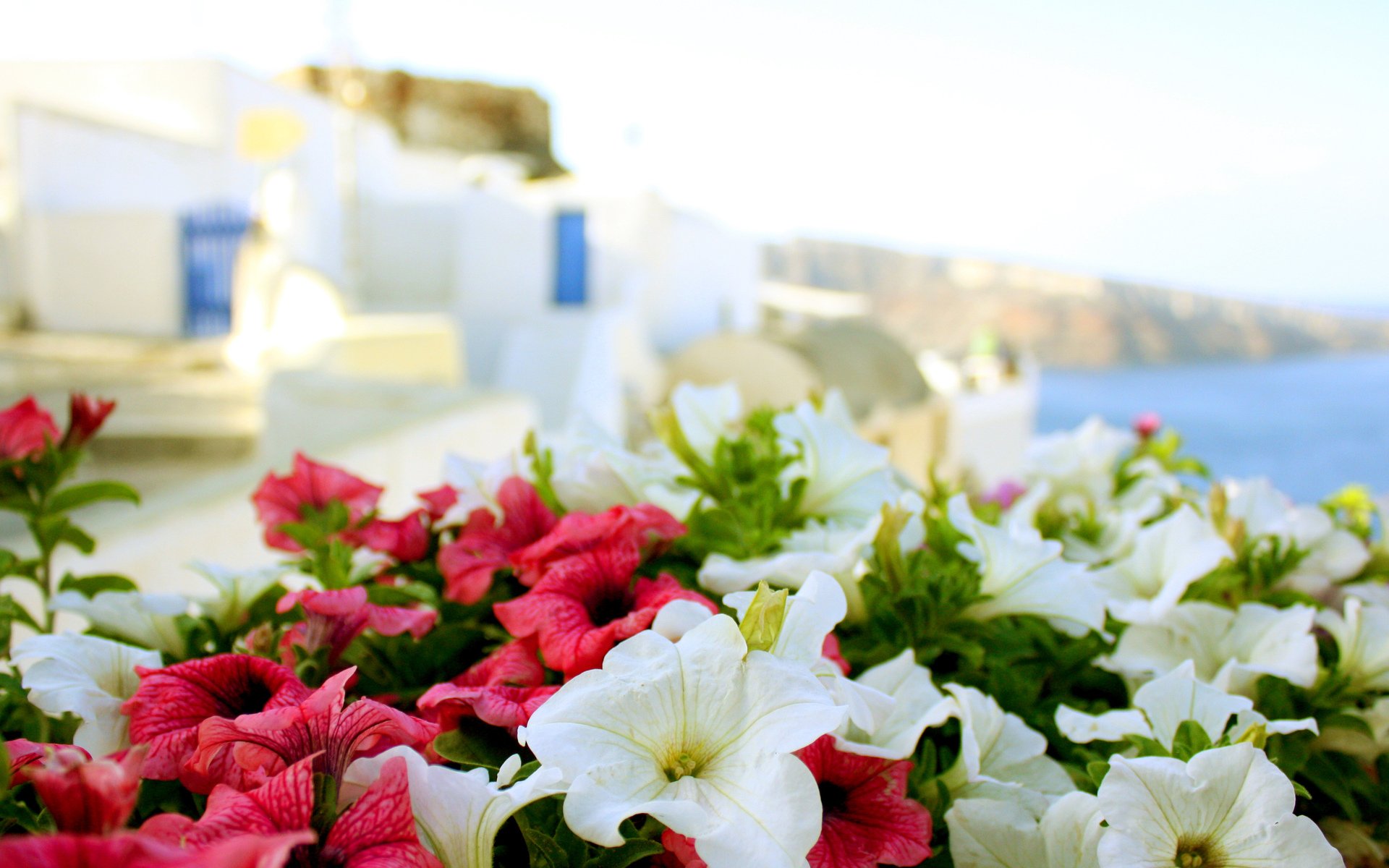 greece, Sun, Sea, Summer, Flowers, Macro, Buildings Wallpaper HD / Desktop and Mobile Background