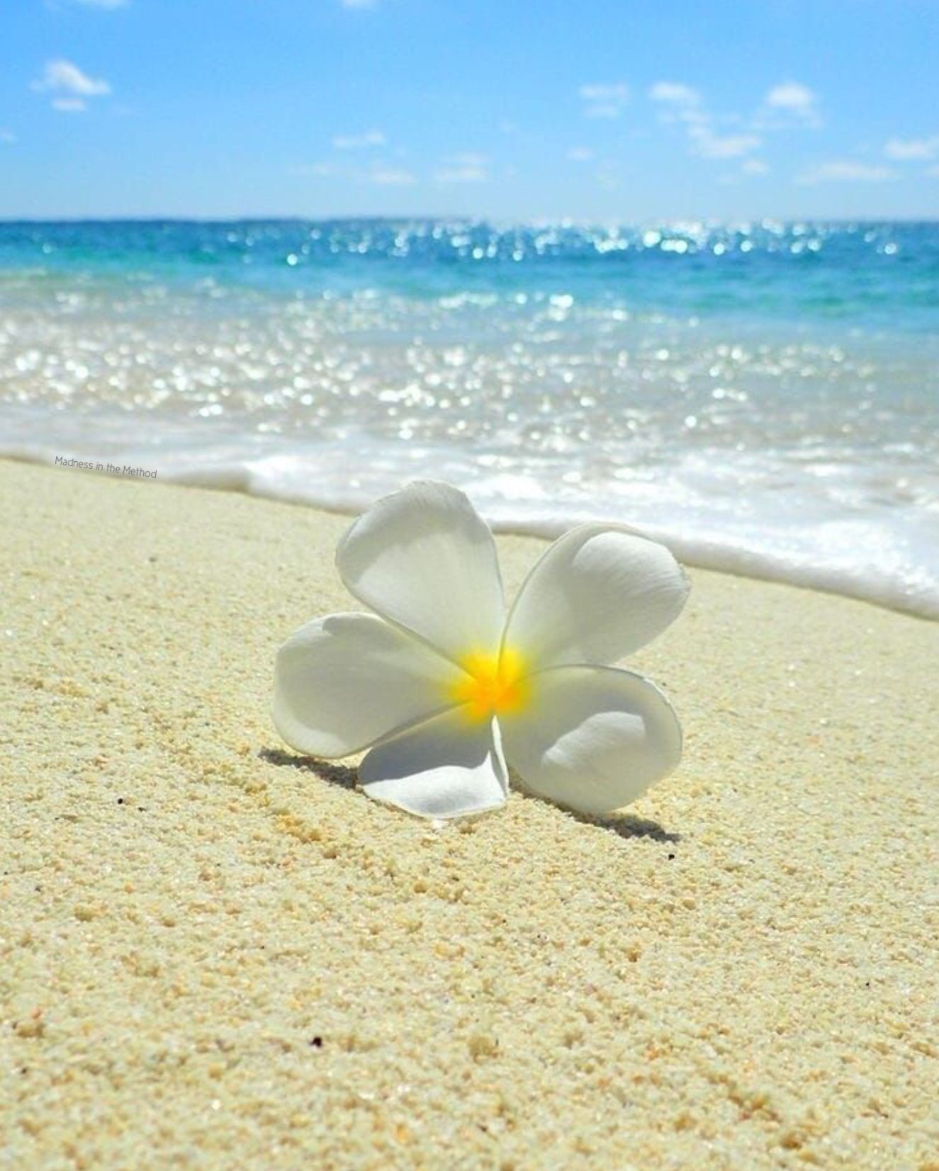 цветы пляж