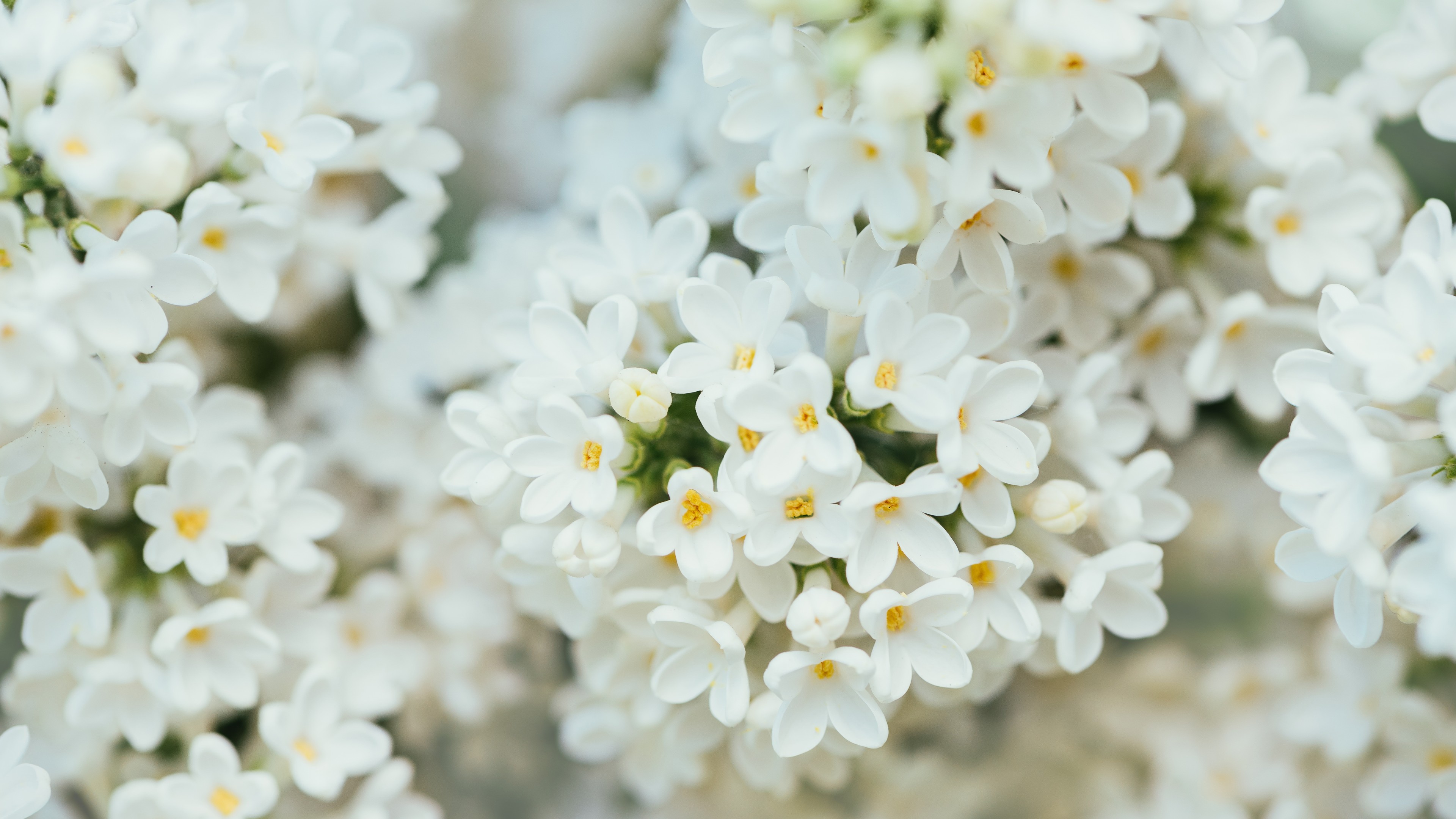 Wallpaper White Flower, spring, 4K, 7K, Nature