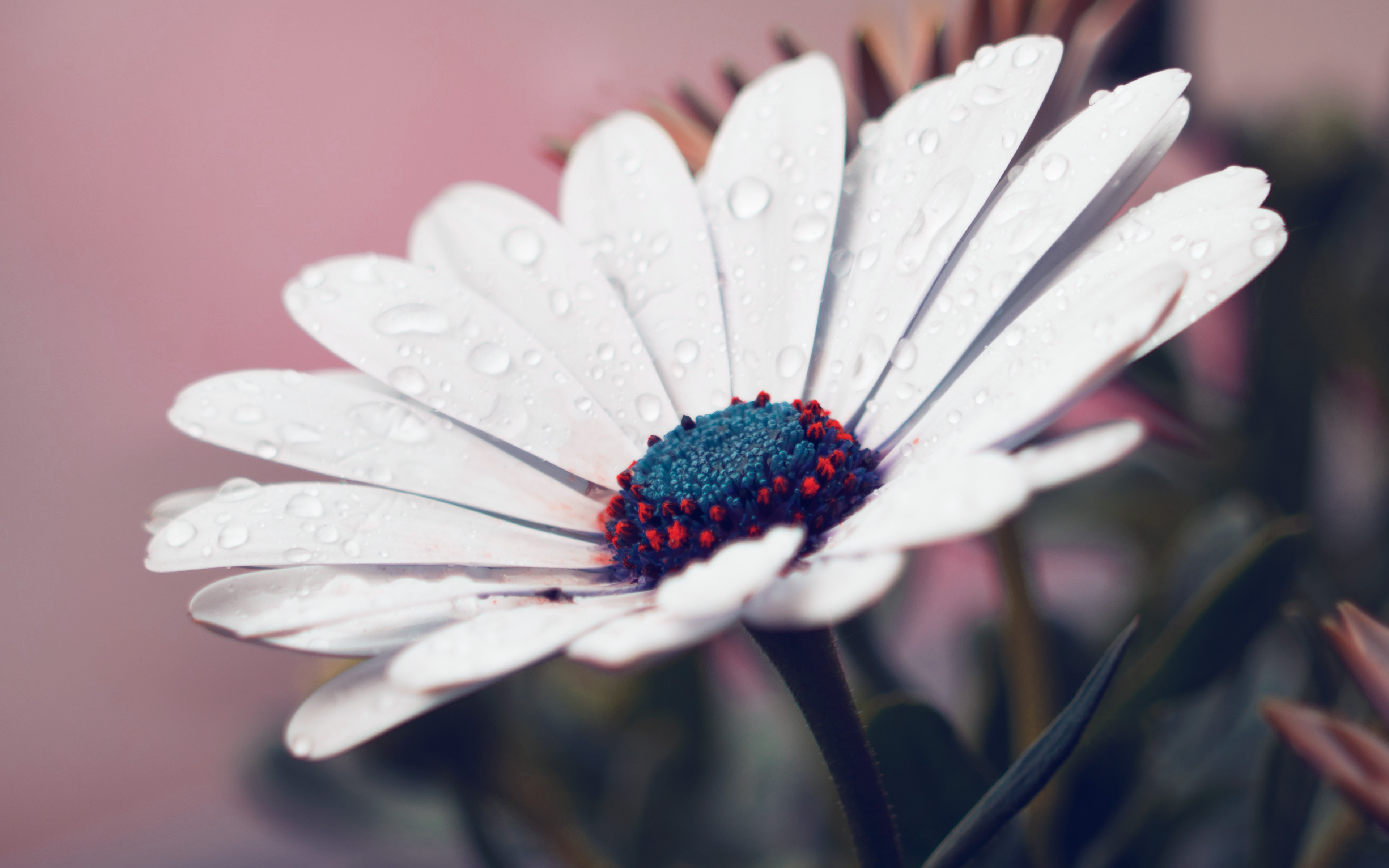 wallpaper for desktop, laptop. white flower red nature spring rain