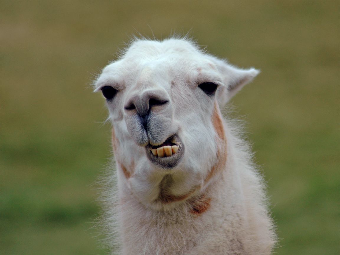 Funny Llama Wallpaper