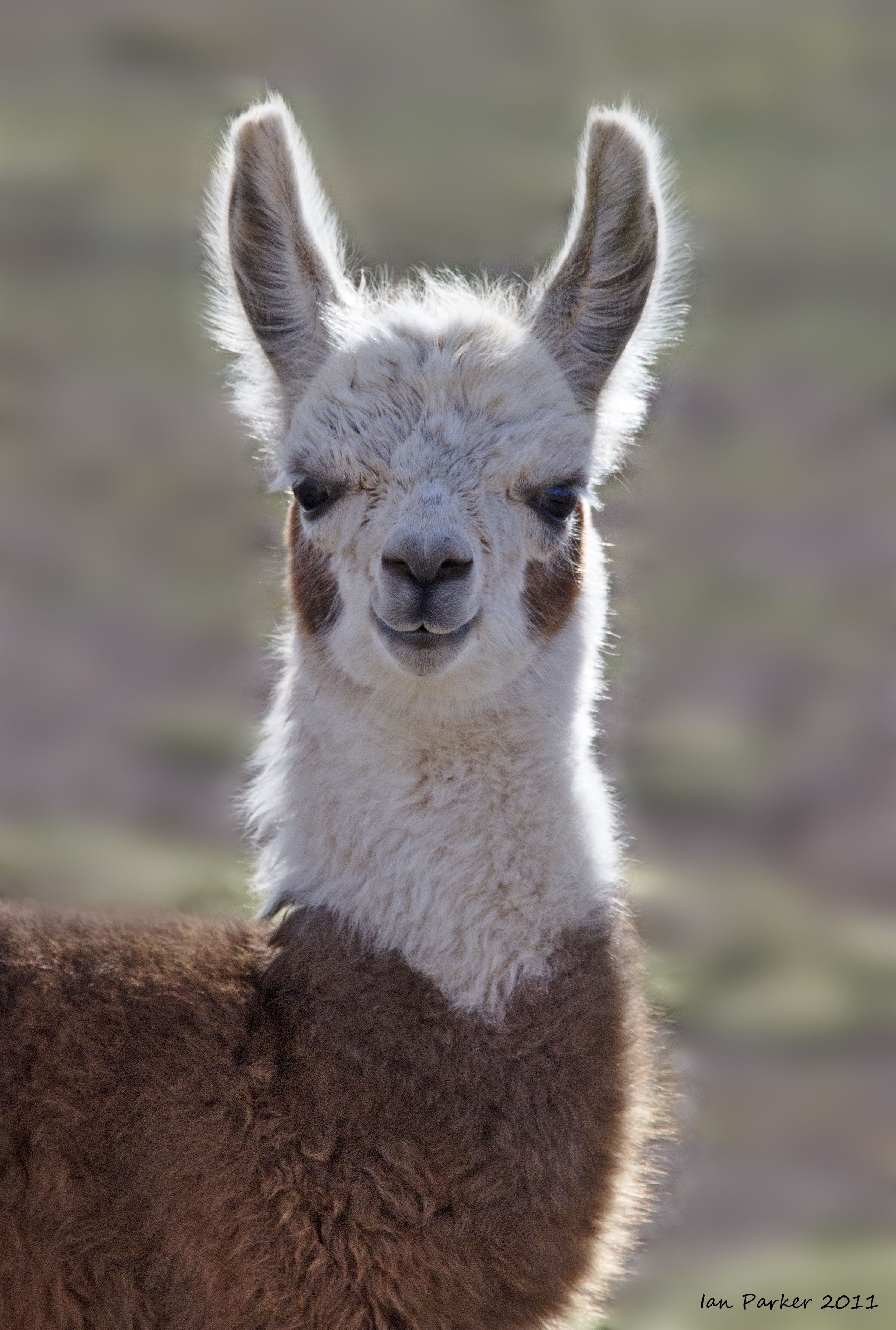 Animals. Llama picture, Llama, Cute llama