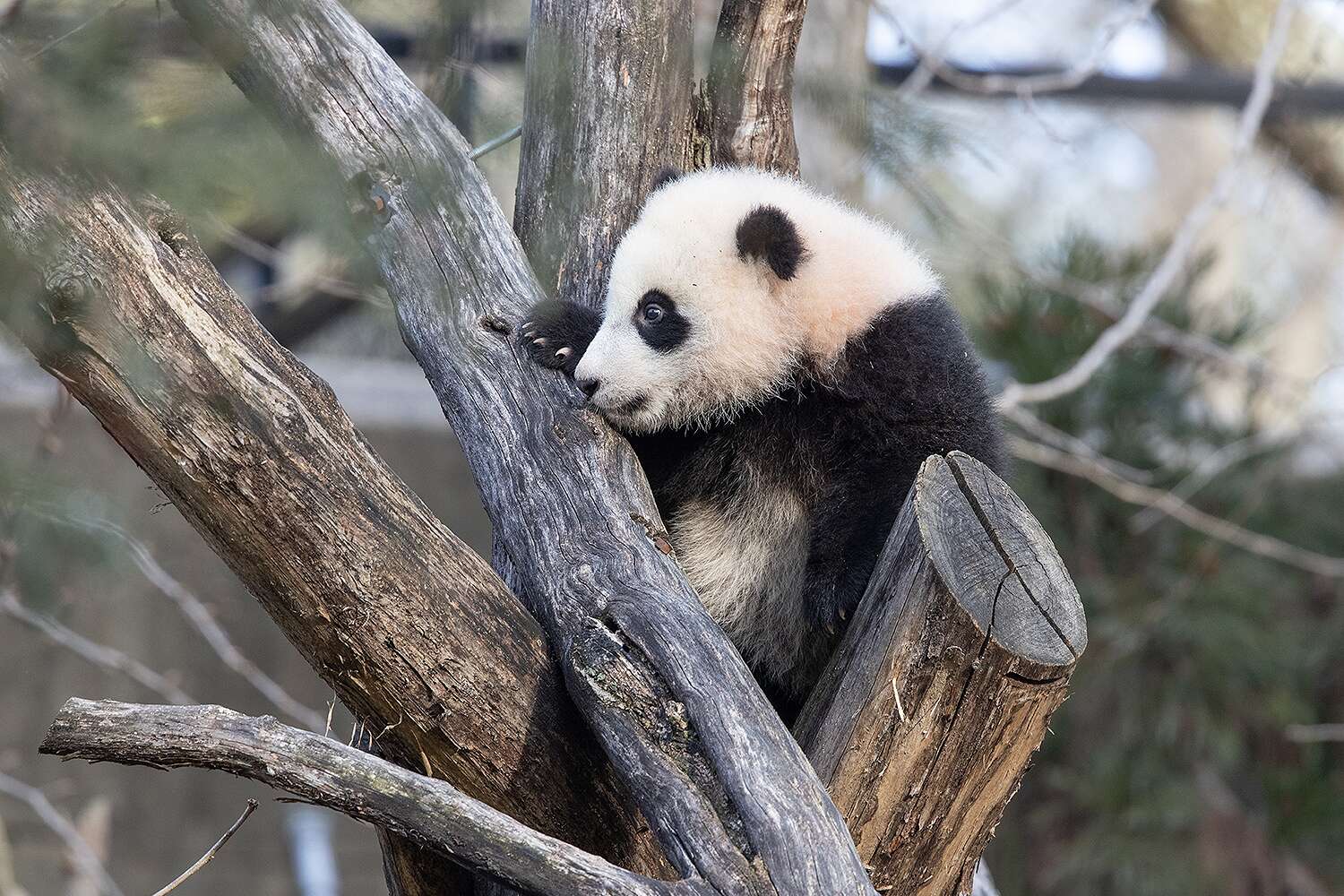 The National Zoo's Panda Cub Is Learning to Climb Trees and Roll Down Hills: 'It's Pretty Cute'