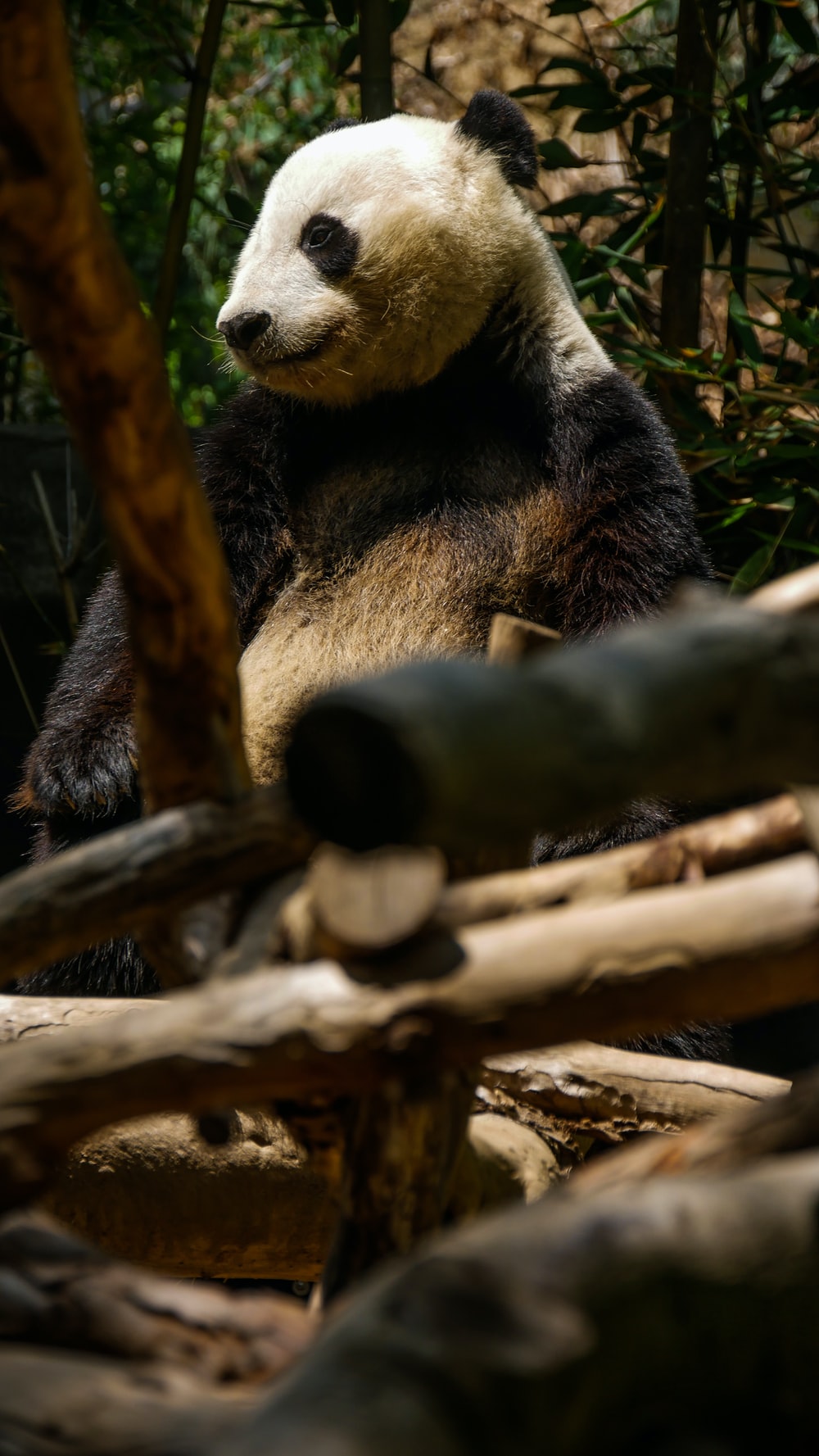 black and white panda on brown tree branch photo