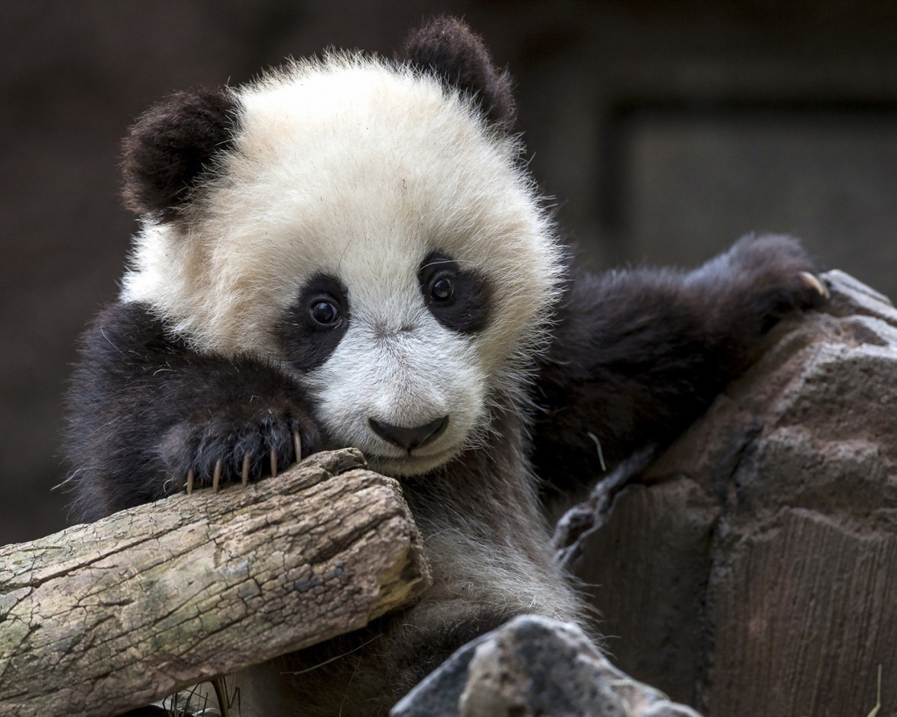 Free download Baby Panda Bear Wallpaper Gallery [1920x1200] for your Desktop, Mobile & Tablet. Explore Cute Panda Bear Wallpaper. Red Panda Wallpaper
