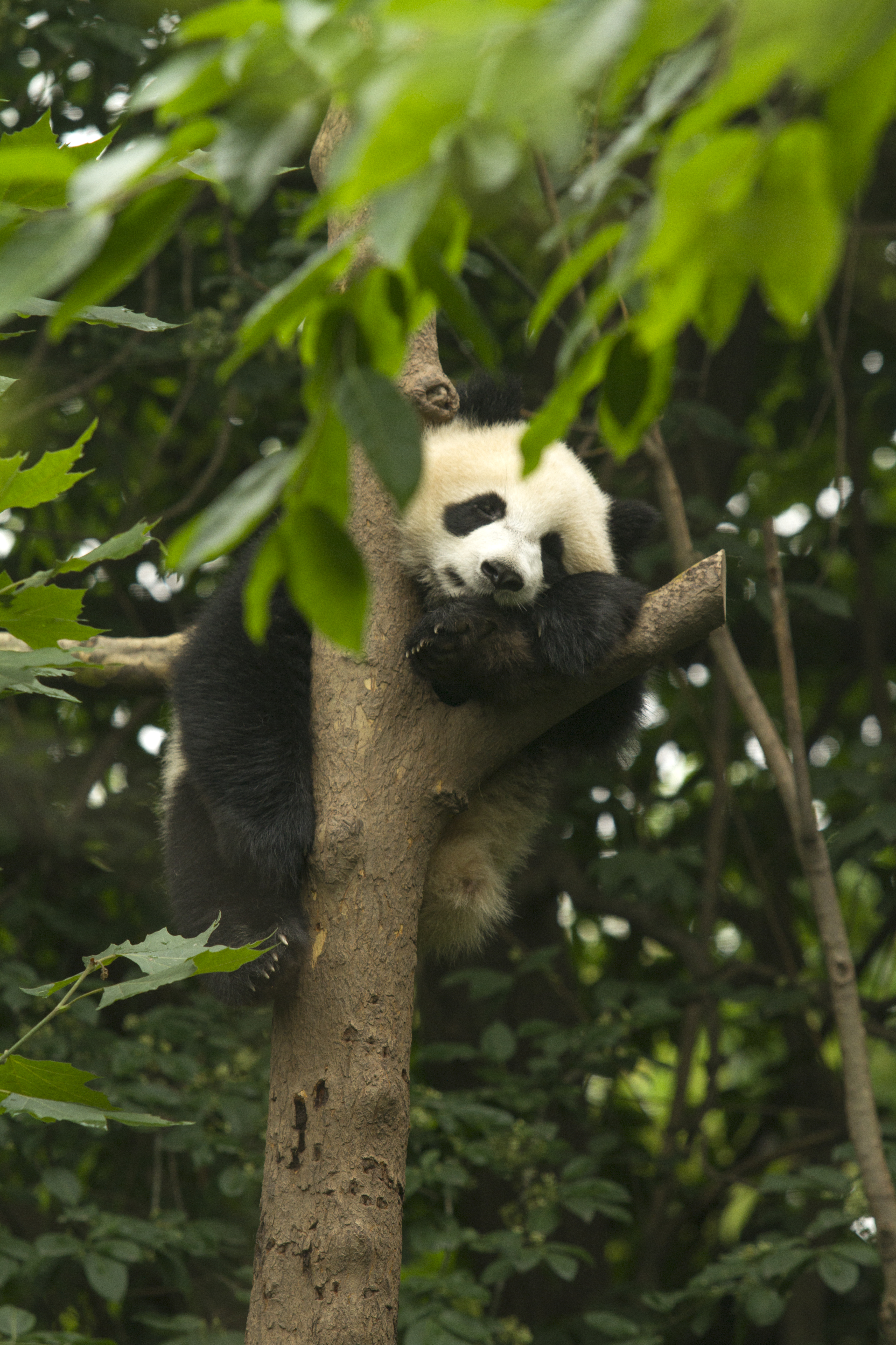 Panda Hanging on Tree Branch · Free