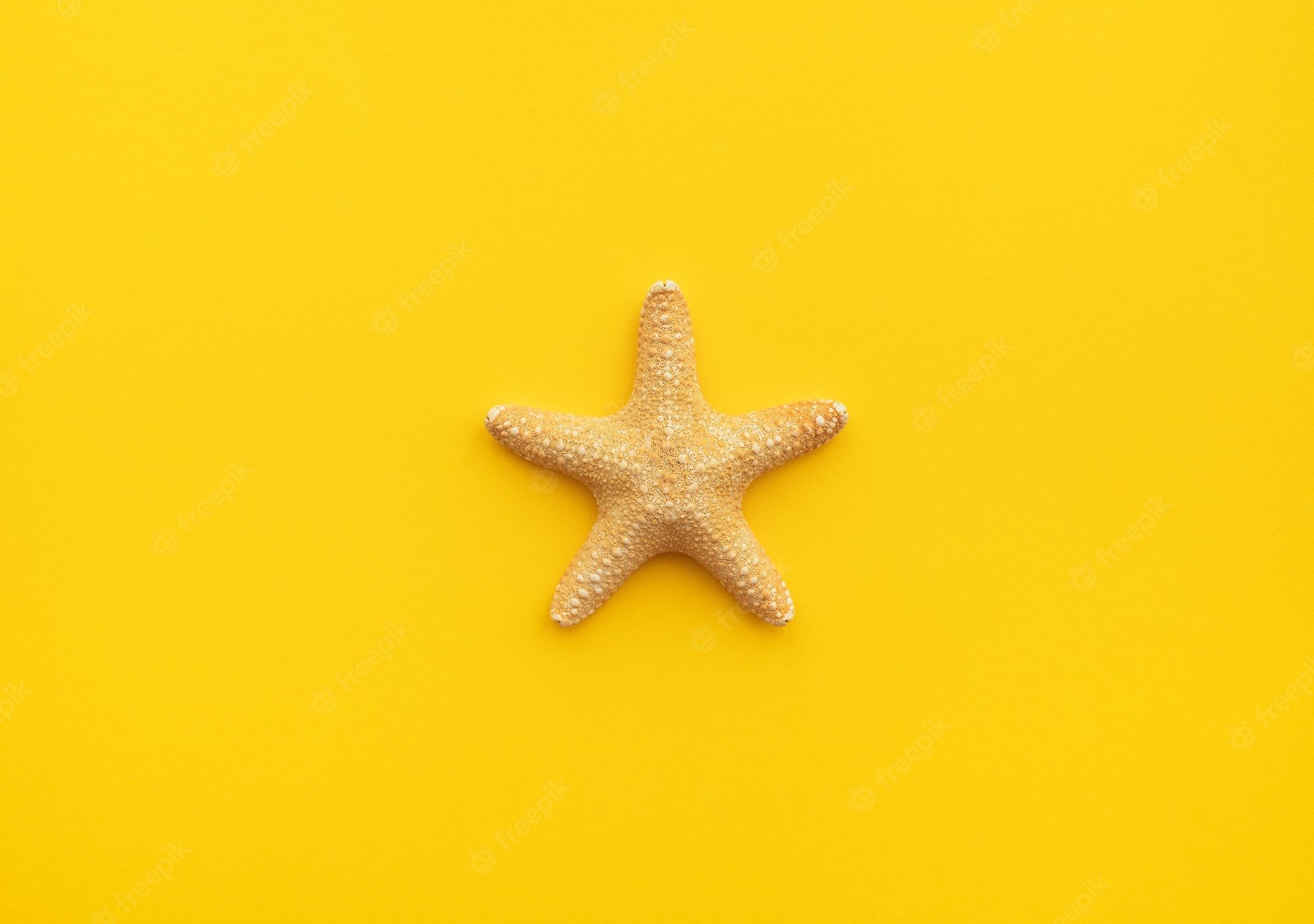 Premium Photo. Summer mood wallpaper background travel starfish