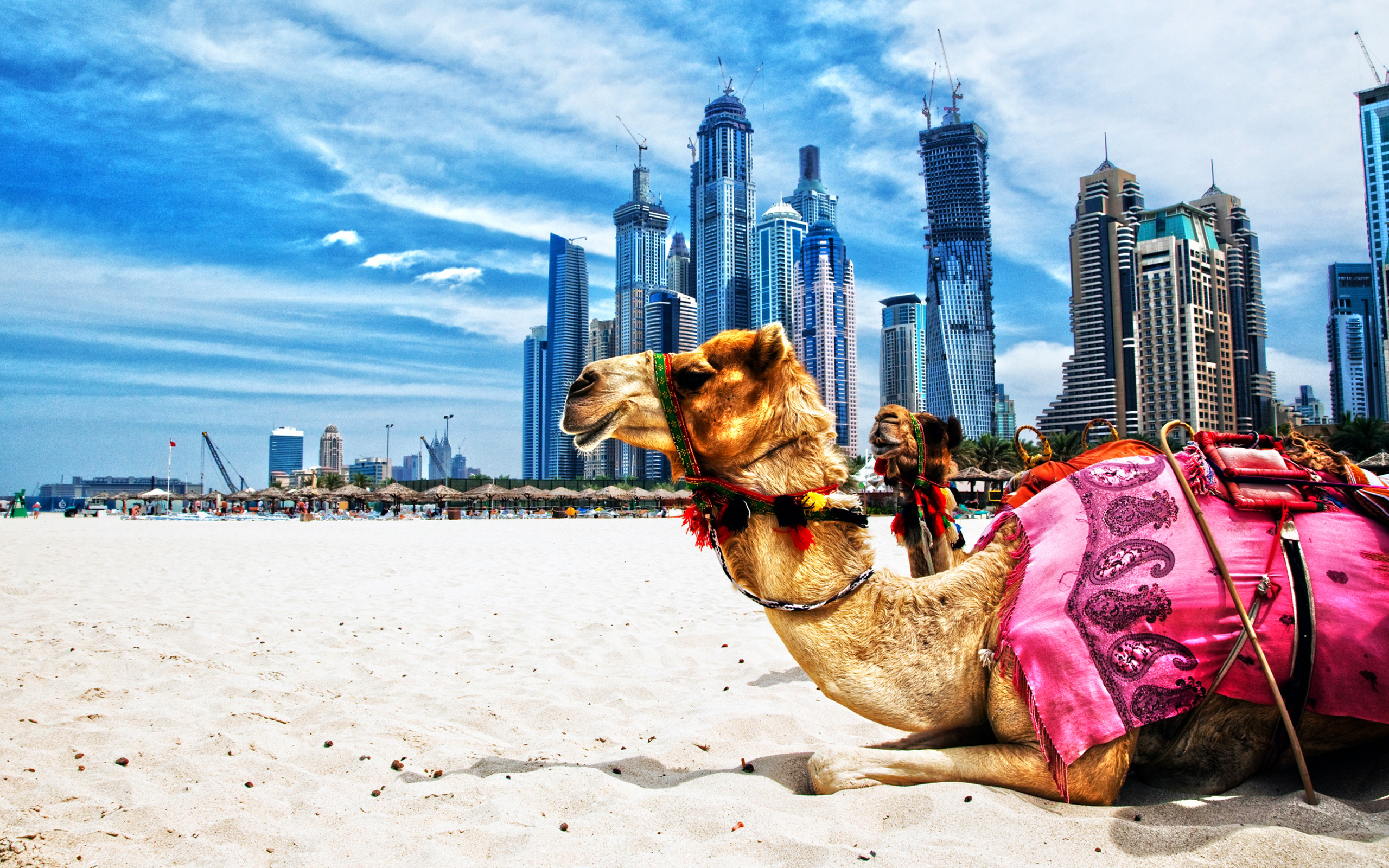 Download wallpaper camels, HDR, Dubai, beach, UAE, skyscrapers, United Arab Emirates for desktop with resolution 2560x1600. High Quality HD picture wallpaper