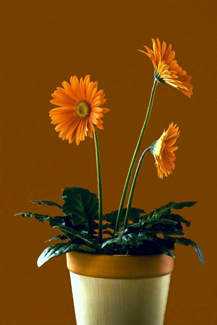 Flower pot wallpaper
