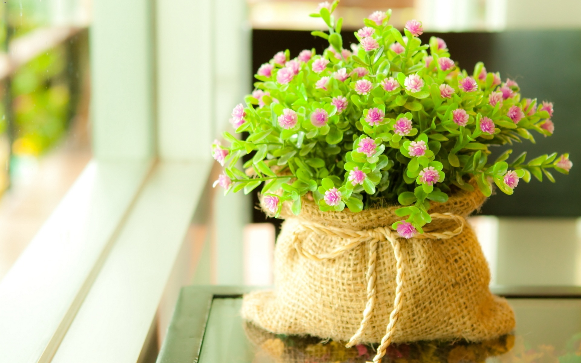 flower wallpaper download, flowerpot, flower, plant, houseplant, bouquet