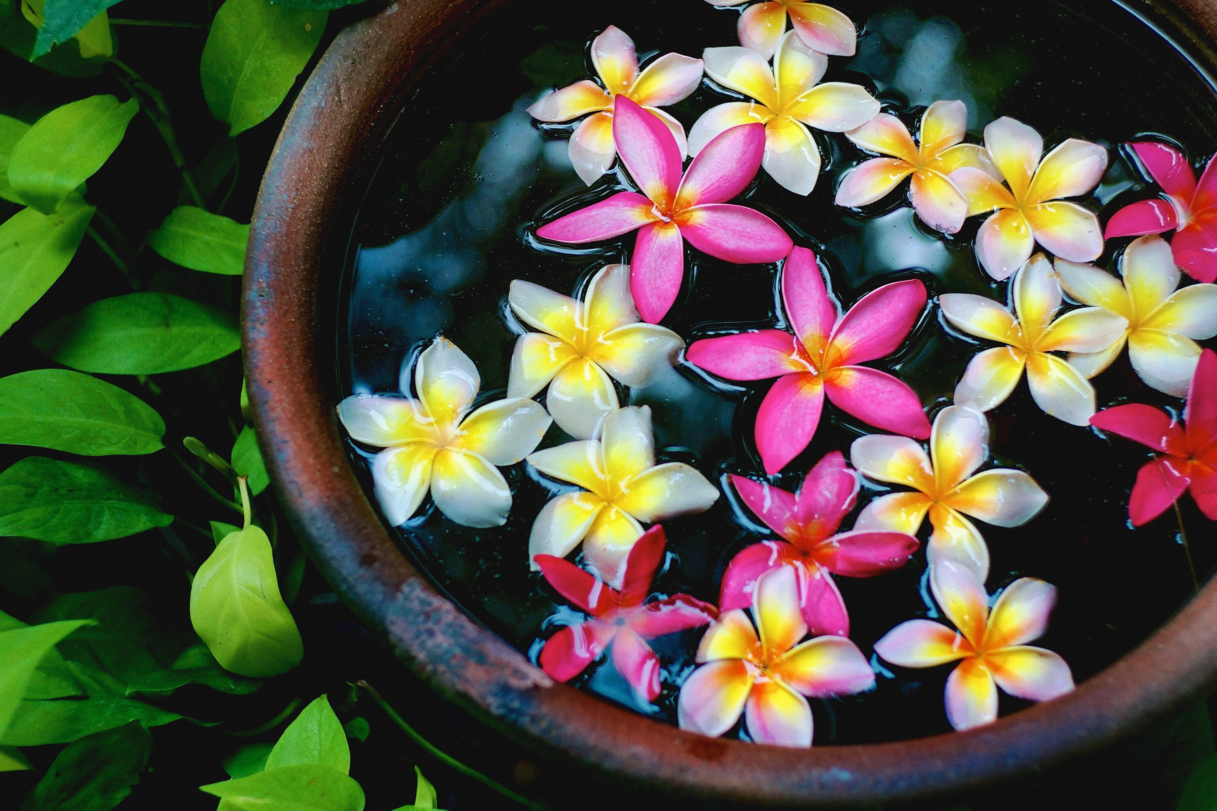 plants, Flowers, Plumeria, Flowerpot Wallpaper HD / Desktop and Mobile Background