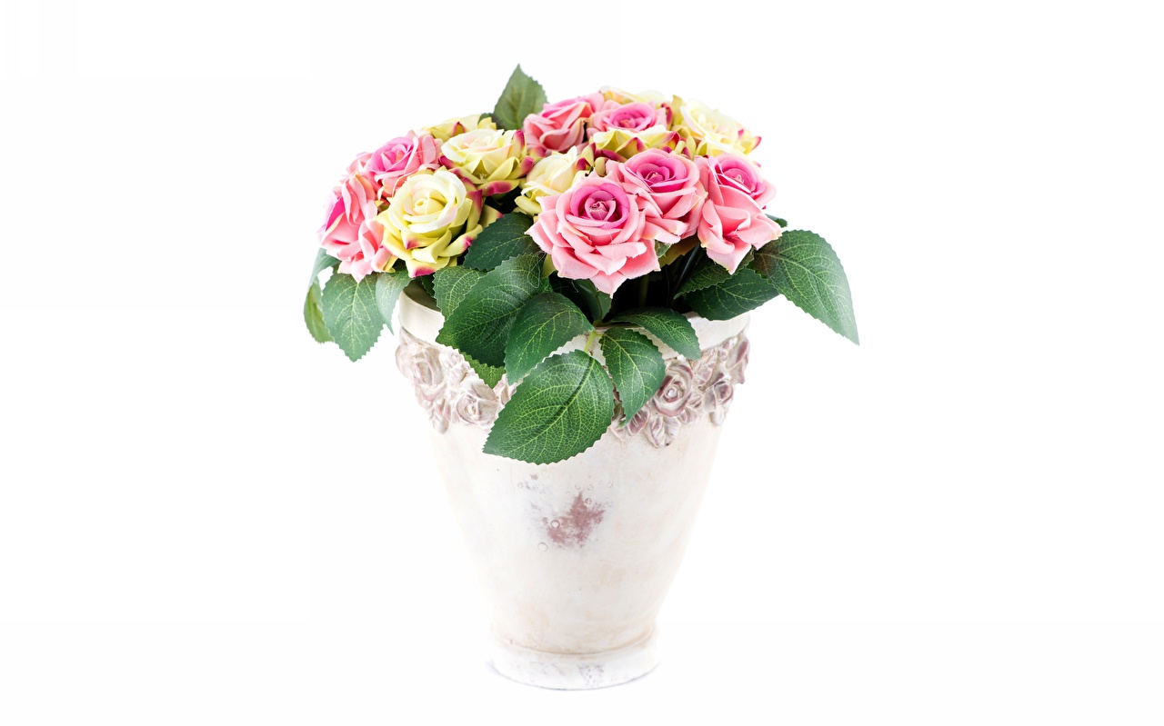 Desktop Wallpaper Roses plant pot flower White background
