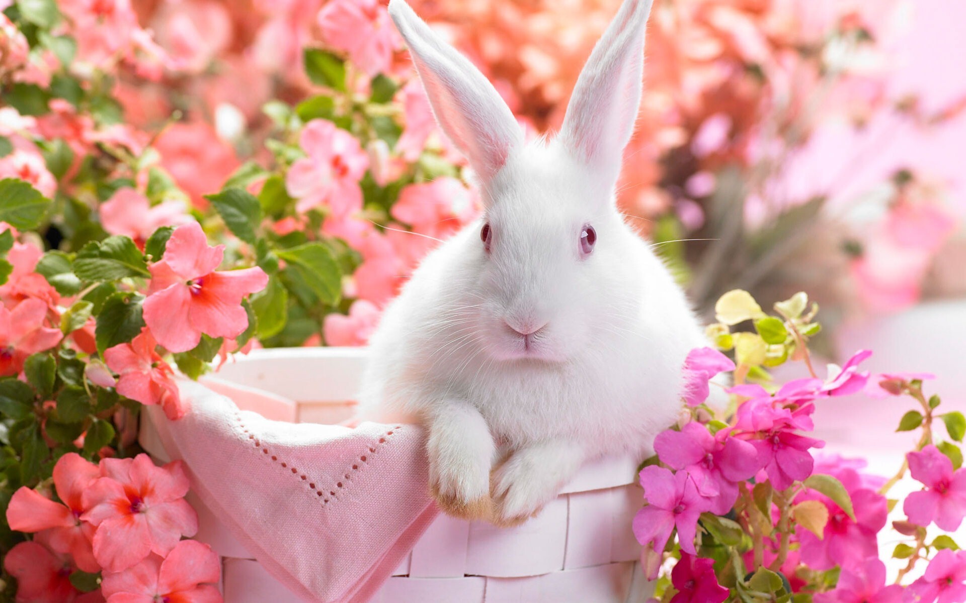White Rabbit in Flower Pot