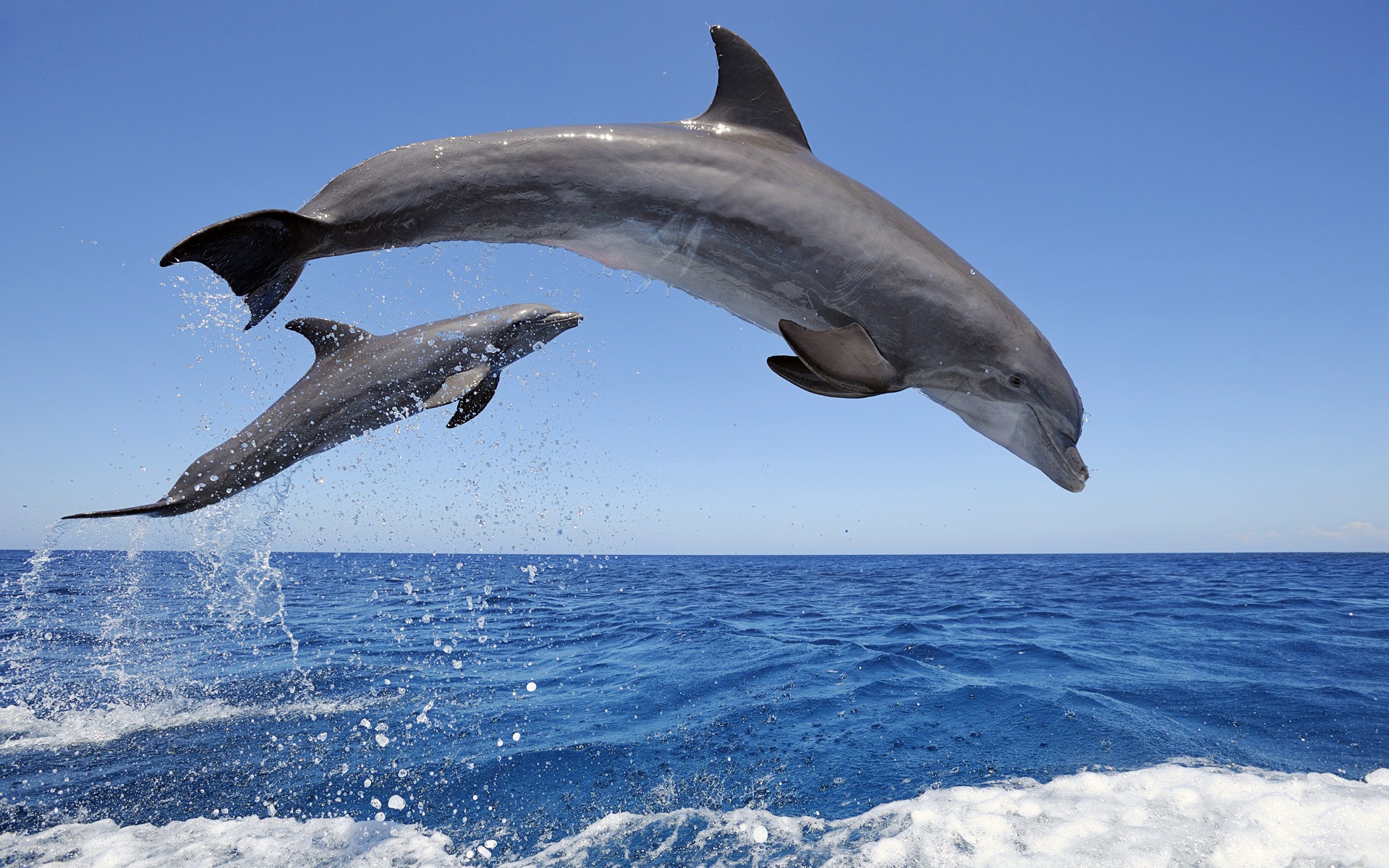 Wallpaper 4k Common Bottlenose Dolphins Wallpaper