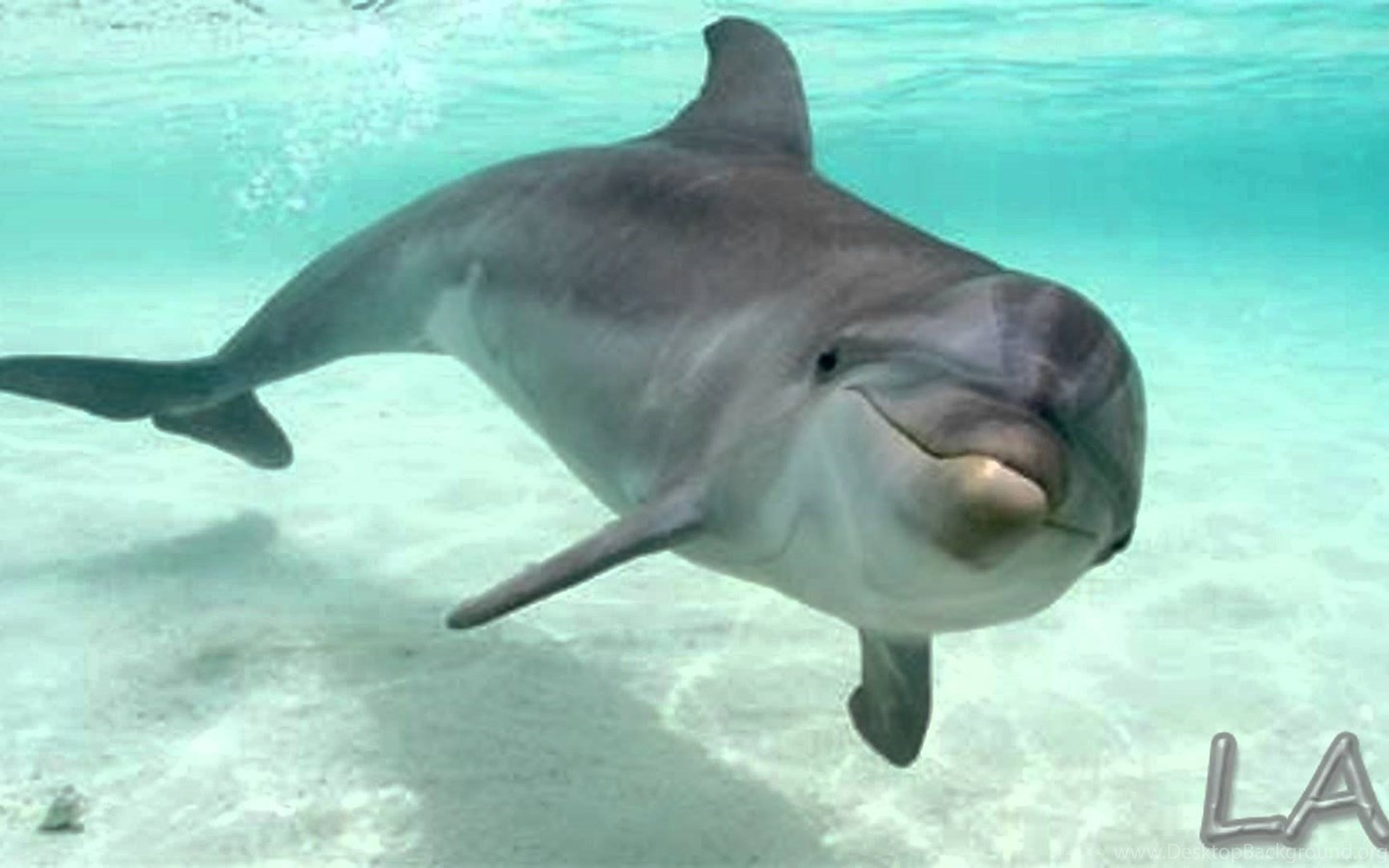 Top HD Bottlenose Dolphin Wallpaper Desktop Background