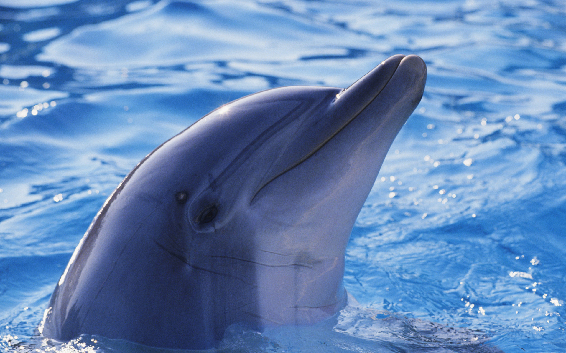 Bottlenose Dolphin Desktop Wallpaper 27673