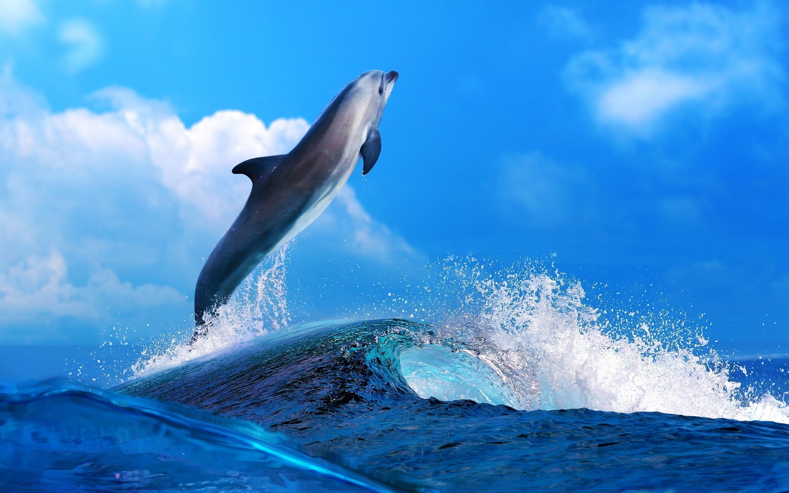 animals sea mammals nature sky clouds blue dolphin waves bottlenose dolphin Wallpaper HD / Desktop and Mobile Background