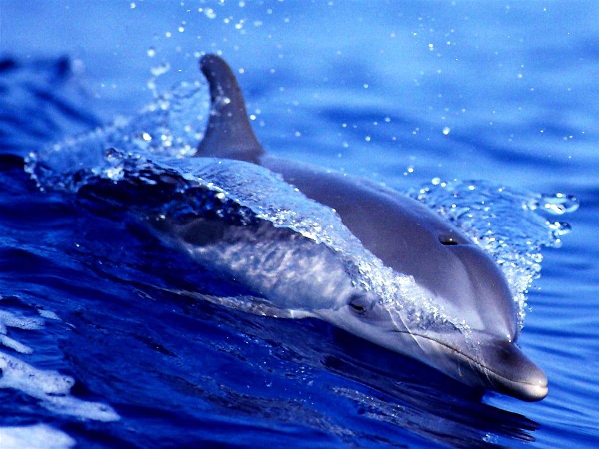 Wallpaper Dolphin, Bottlenose Dolphin, Animals. Free TOP background