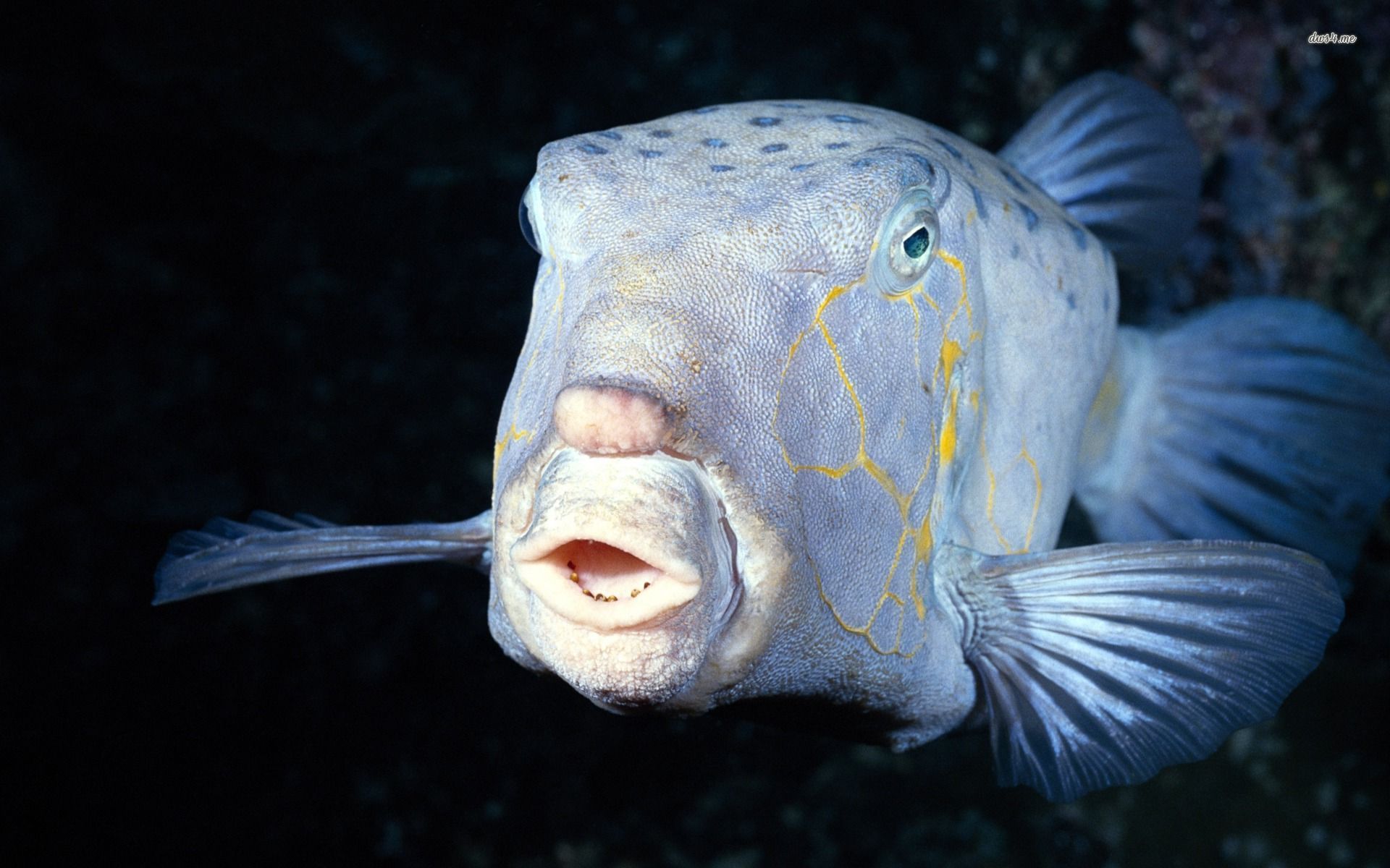 Deep Sea Fish. Deep Sea Creatures, Deep Sea Fishing, Sea Fish