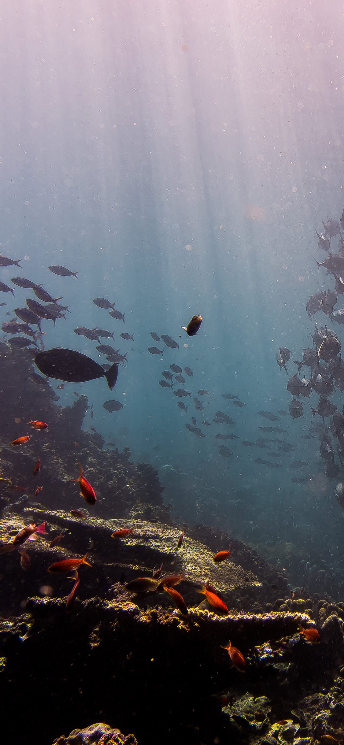 Deep Dive Sea Fish Ocean Water Nature Wallpaper