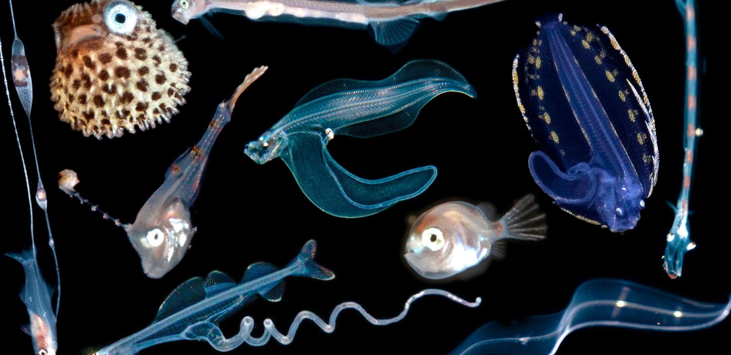 Underwater photo capture dazzling new views of colorful fish larvae