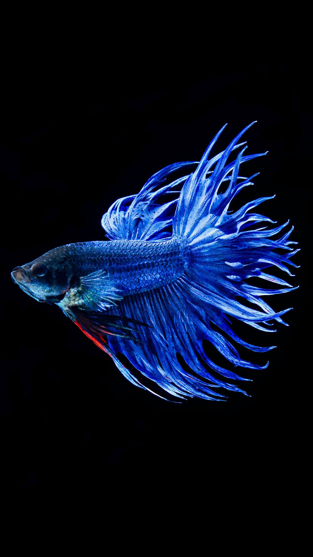 iphone fish wallpaper, blue, fish, fish, electric blue, deep sea fish