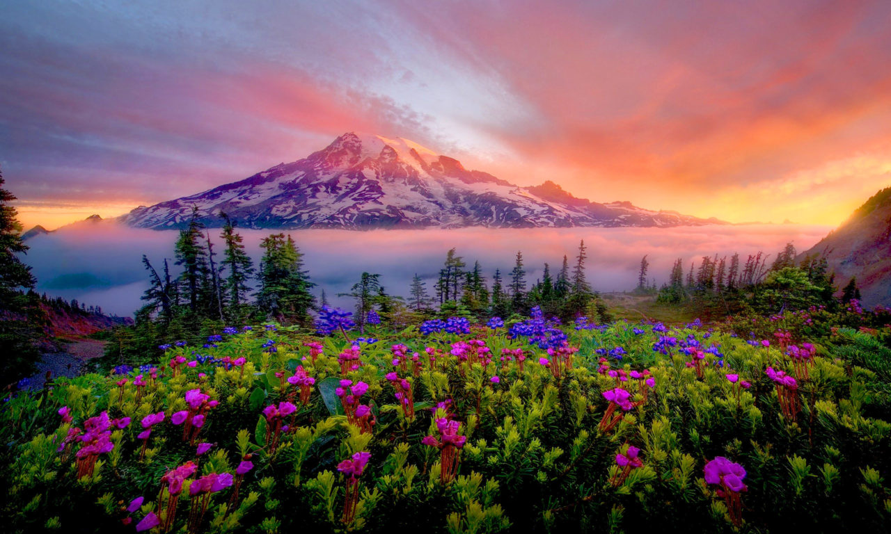Sunrise Spring Landscape Of Snow Mountain Meadow Flowers Mount Rainier National Park Washington USA, Wallpaper13.com