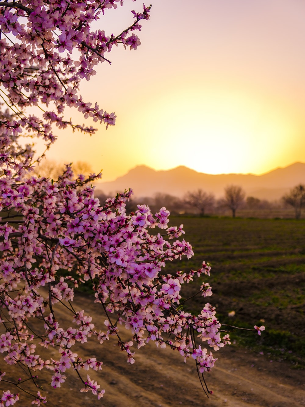 Sunrise Flowers Picture. Download Free Image
