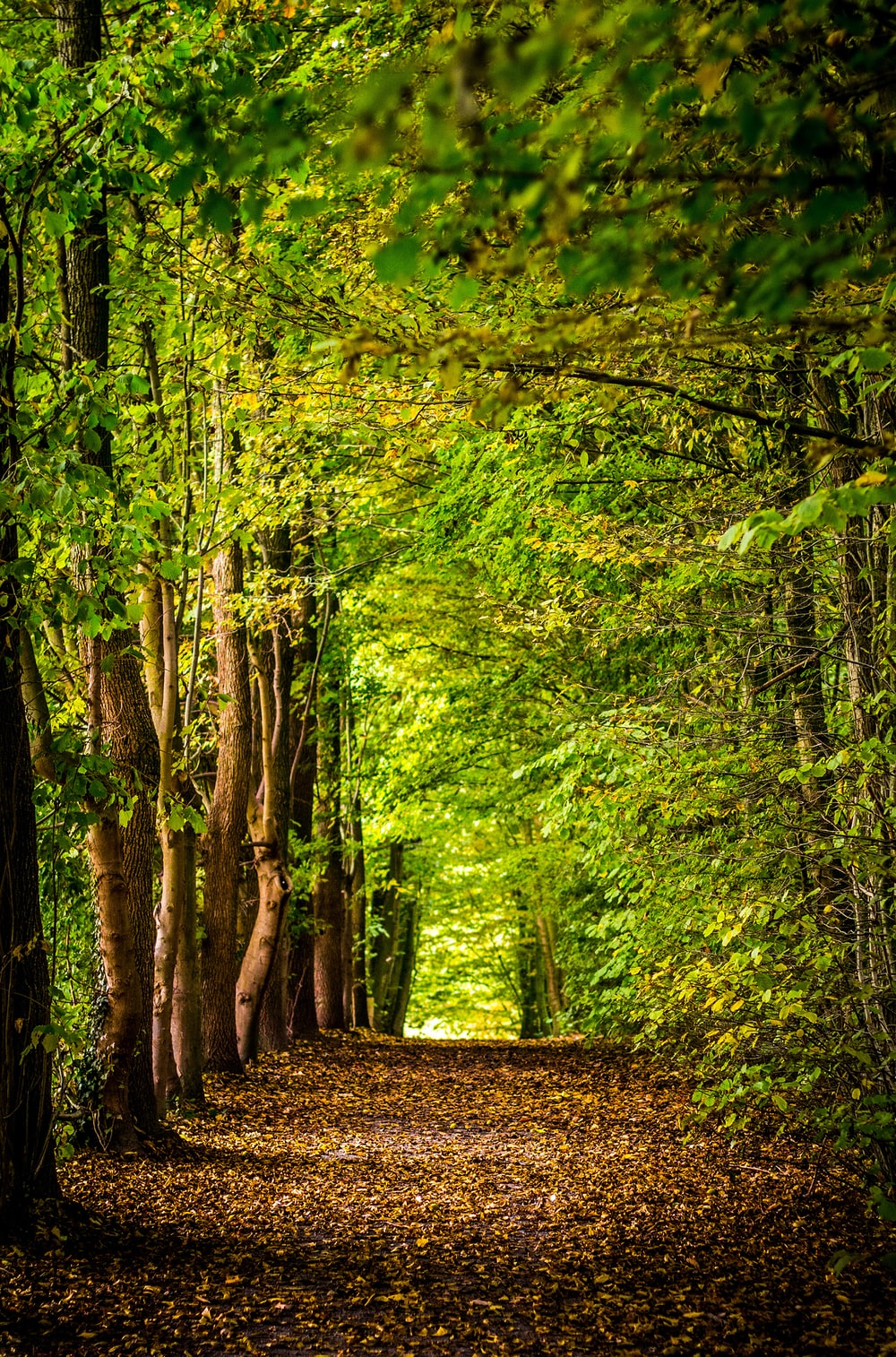 Deciduous Forest Picture. Download Free Image