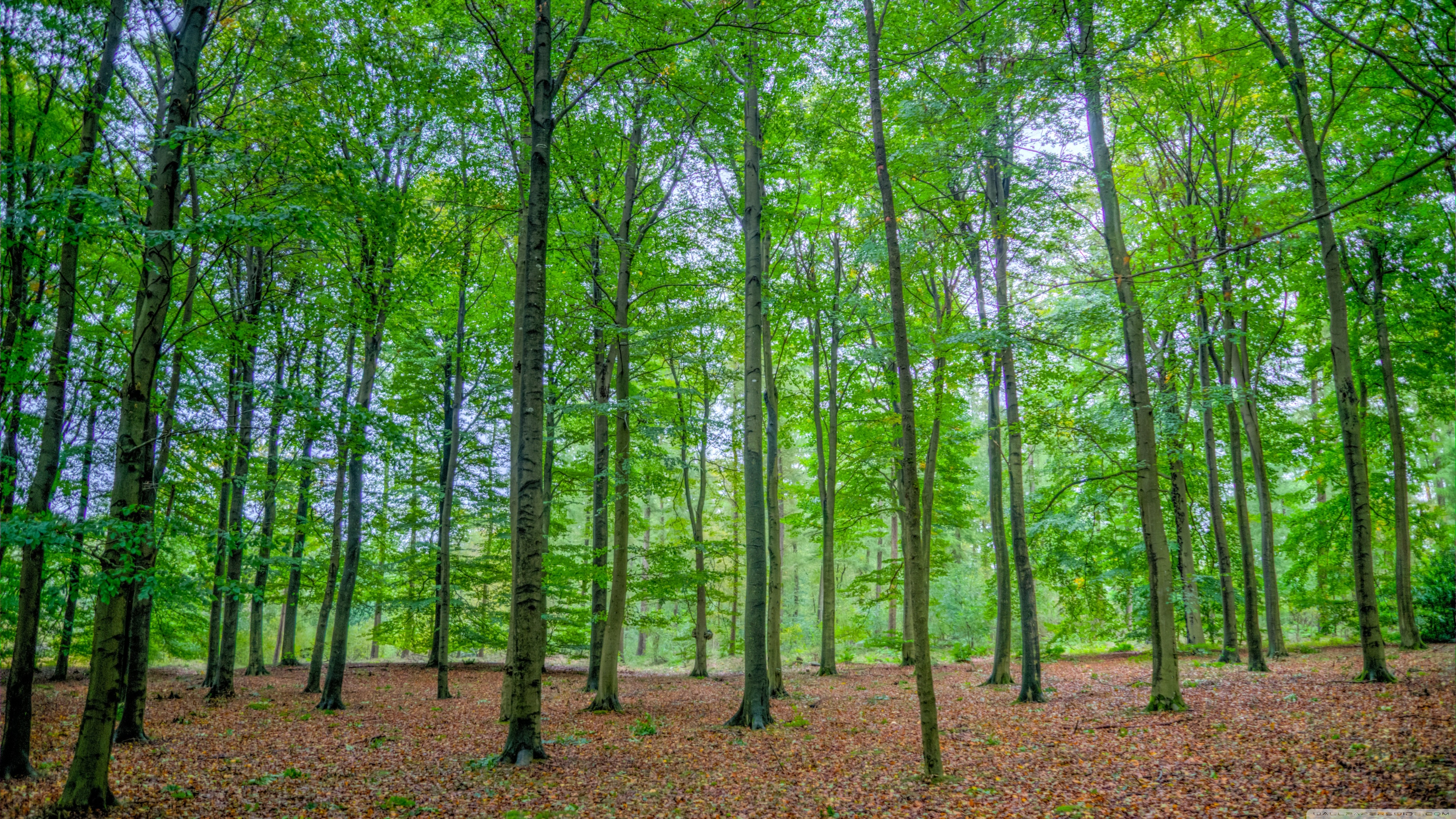 Green Deciduous Forest Ultra HD Desktop Background Wallpaper for 4K UHD TV, Widescreen & UltraWide Desktop & Laptop, Multi Display, Dual Monitor, Tablet