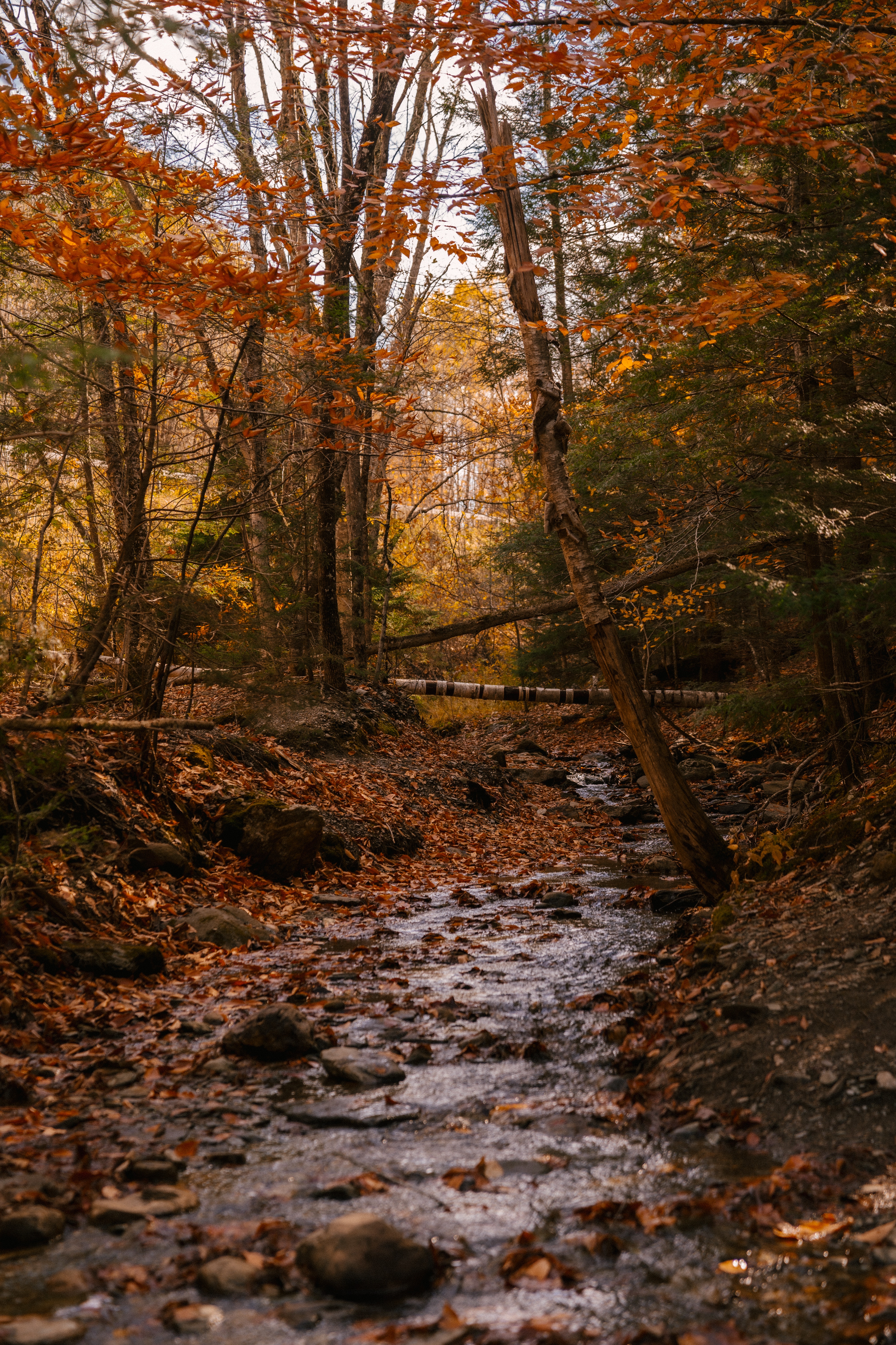Best Deciduous Forest Photo · 100% Free Downloads