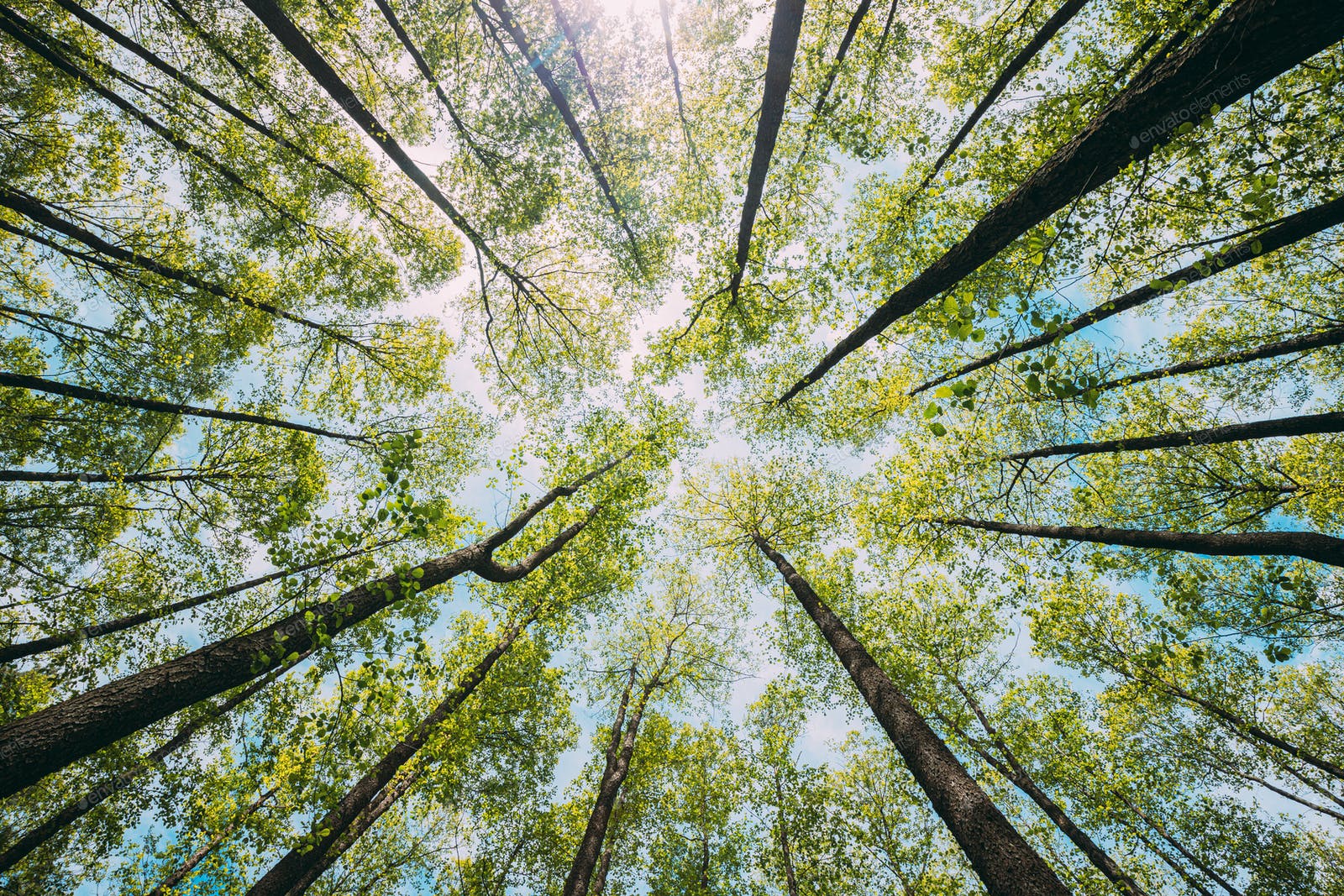 Looking Up In Beautiful Pine Deciduous Forest Trees Woods Canopy. Bottom View Wide Angle Background photo by Grigory_bruev on Envato Elements