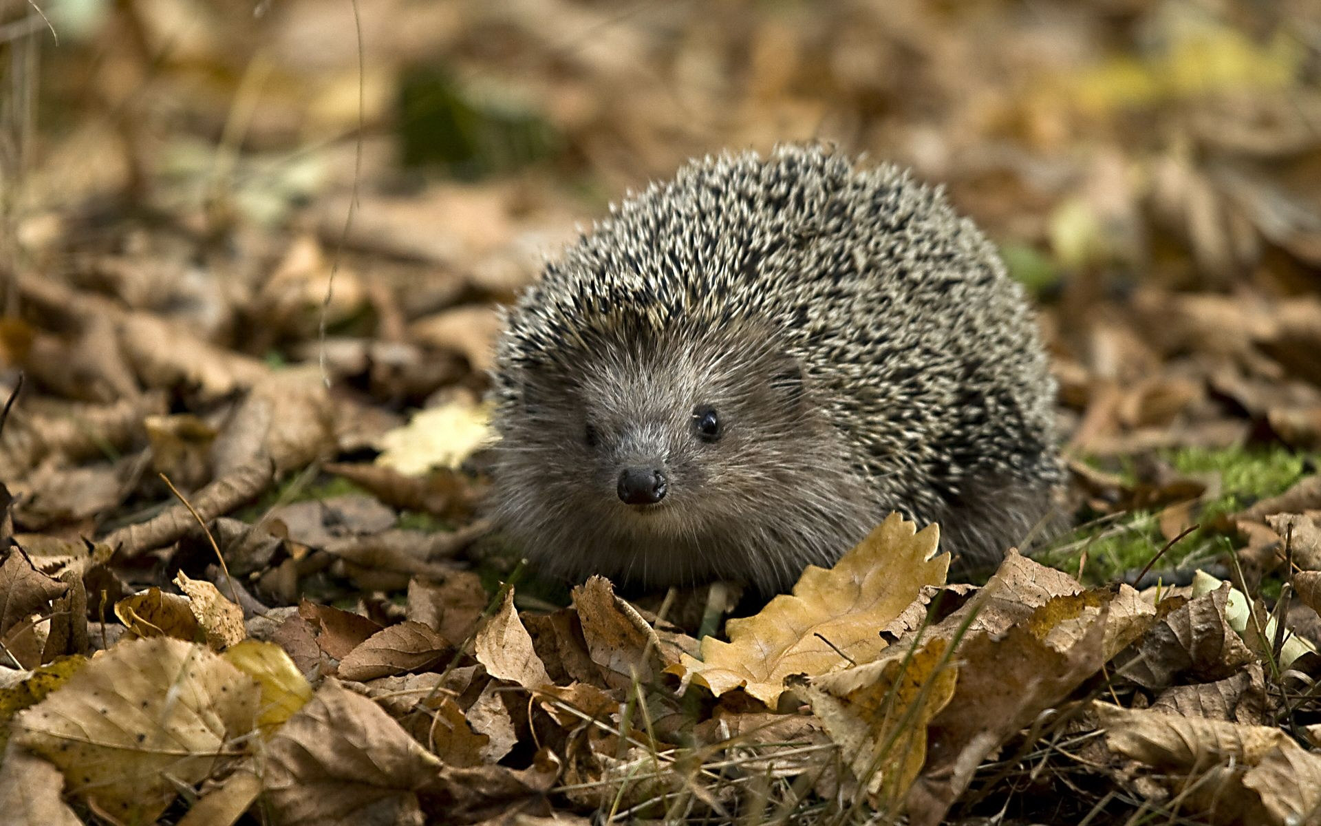 Porcupine Temperate Deciduous Forest