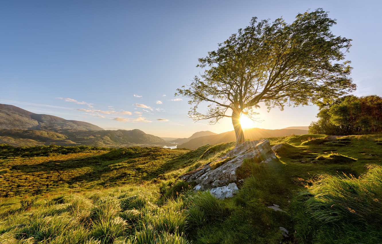 Wallpaper the sun, tree, morning, Ireland, Killarney National Park image for desktop, section пейзажи