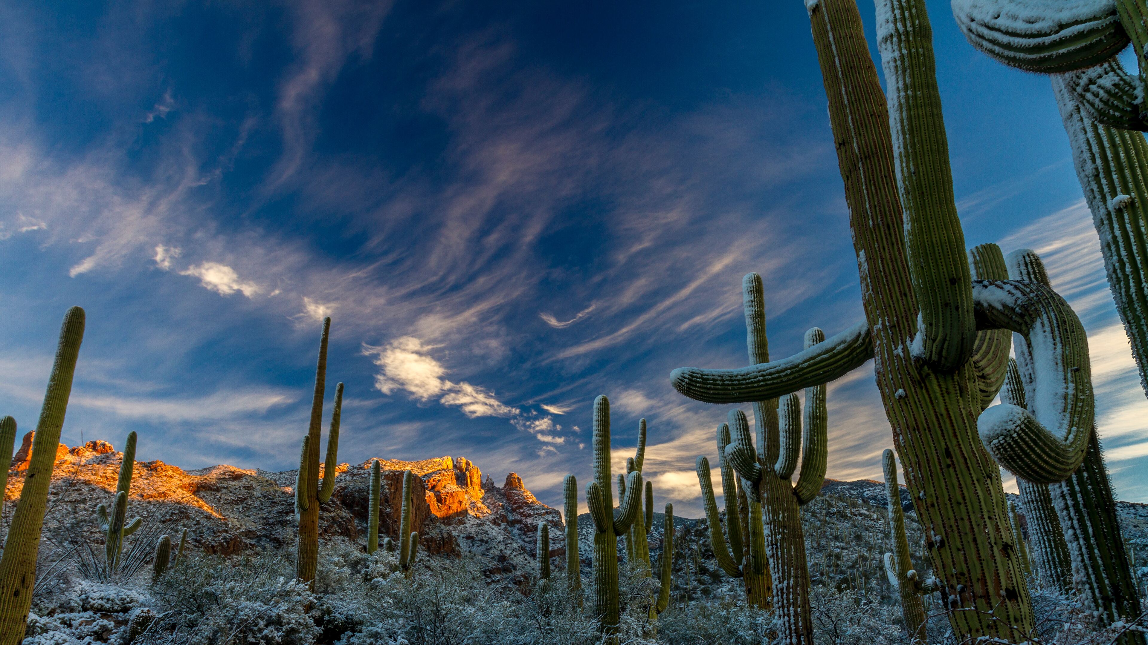 Sonoran Desert 4K wallpaper