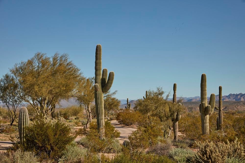 Sonoran Desert Wallpapers - Wallpaper Cave