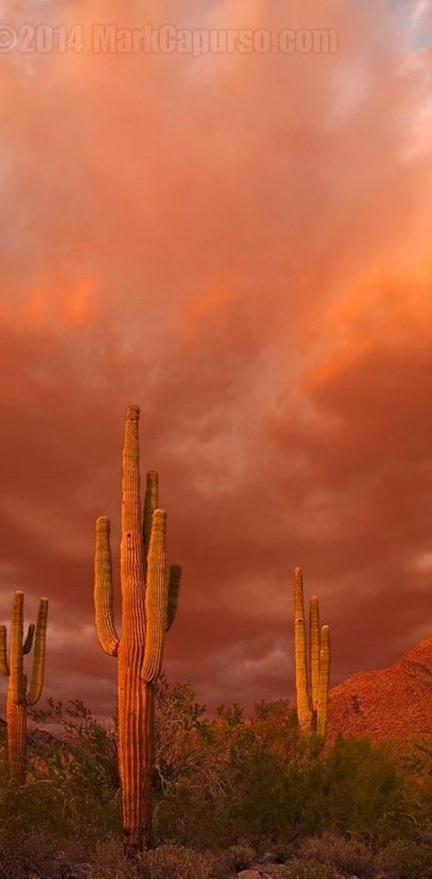 Sonoran Desert Wallpapers - Wallpaper Cave