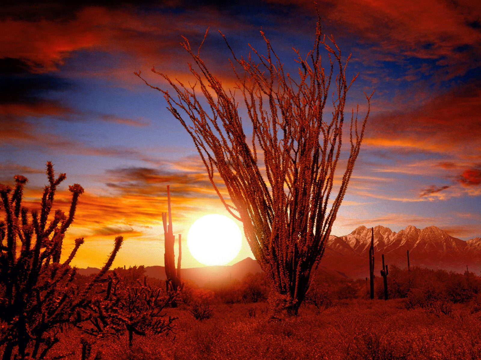 sonoran desert sunset wallpaper