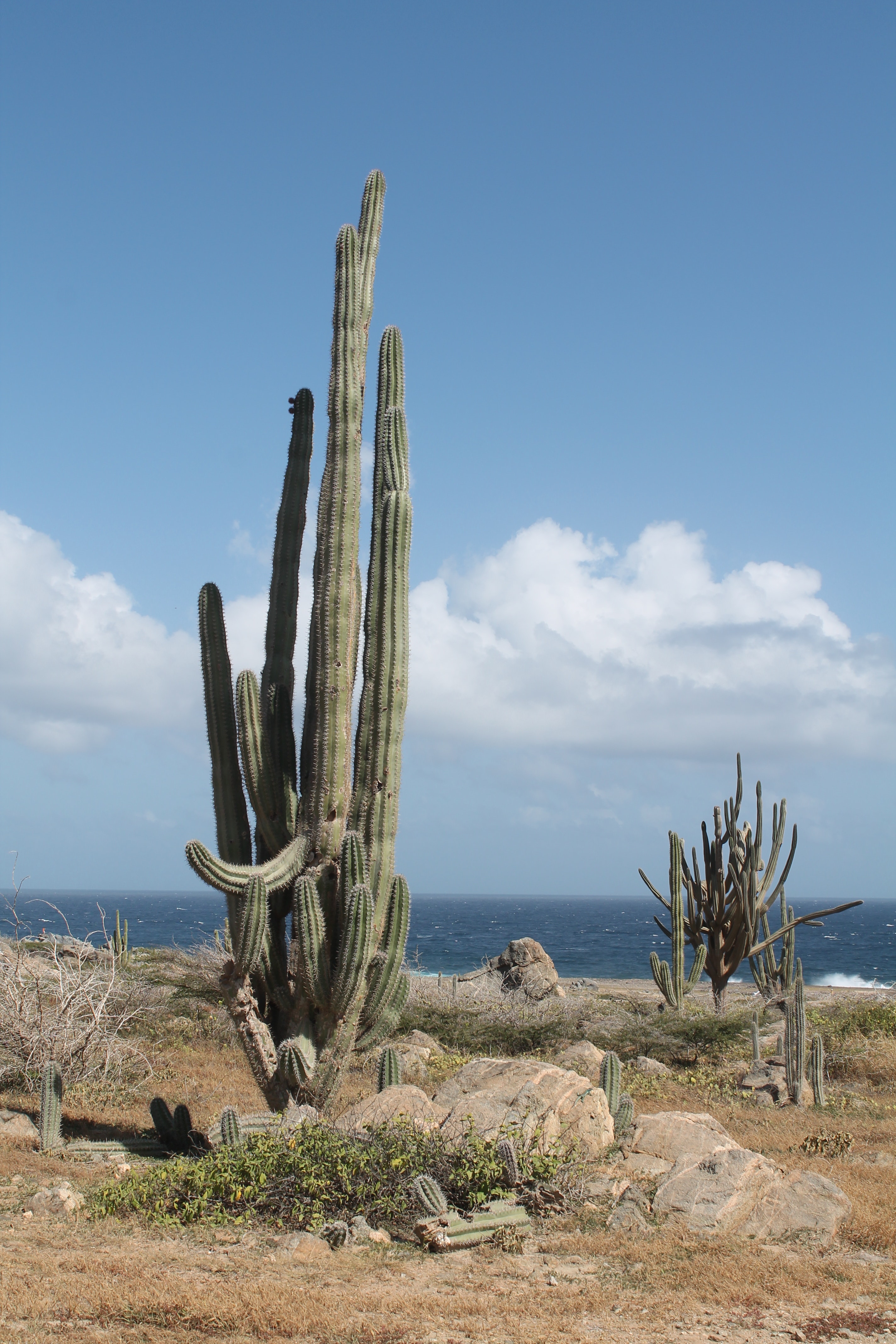 10,Best Sonoran Desert Photo · 100% Free Downloads