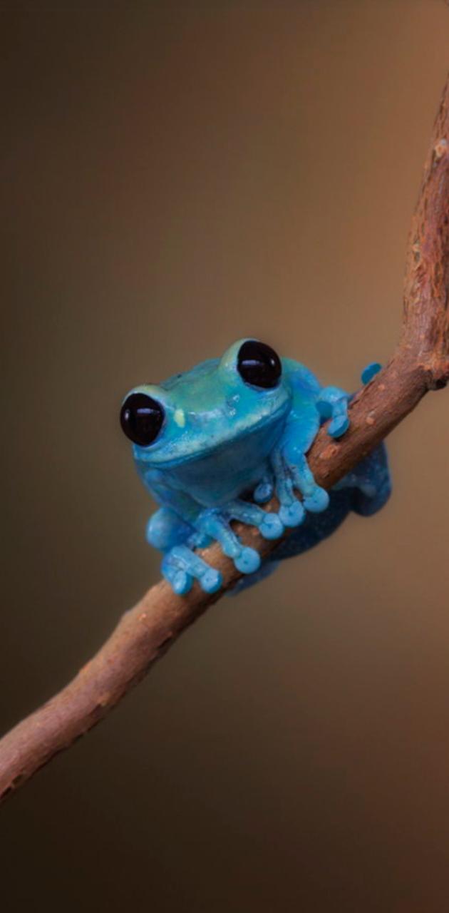 Blue frog wallpaper
