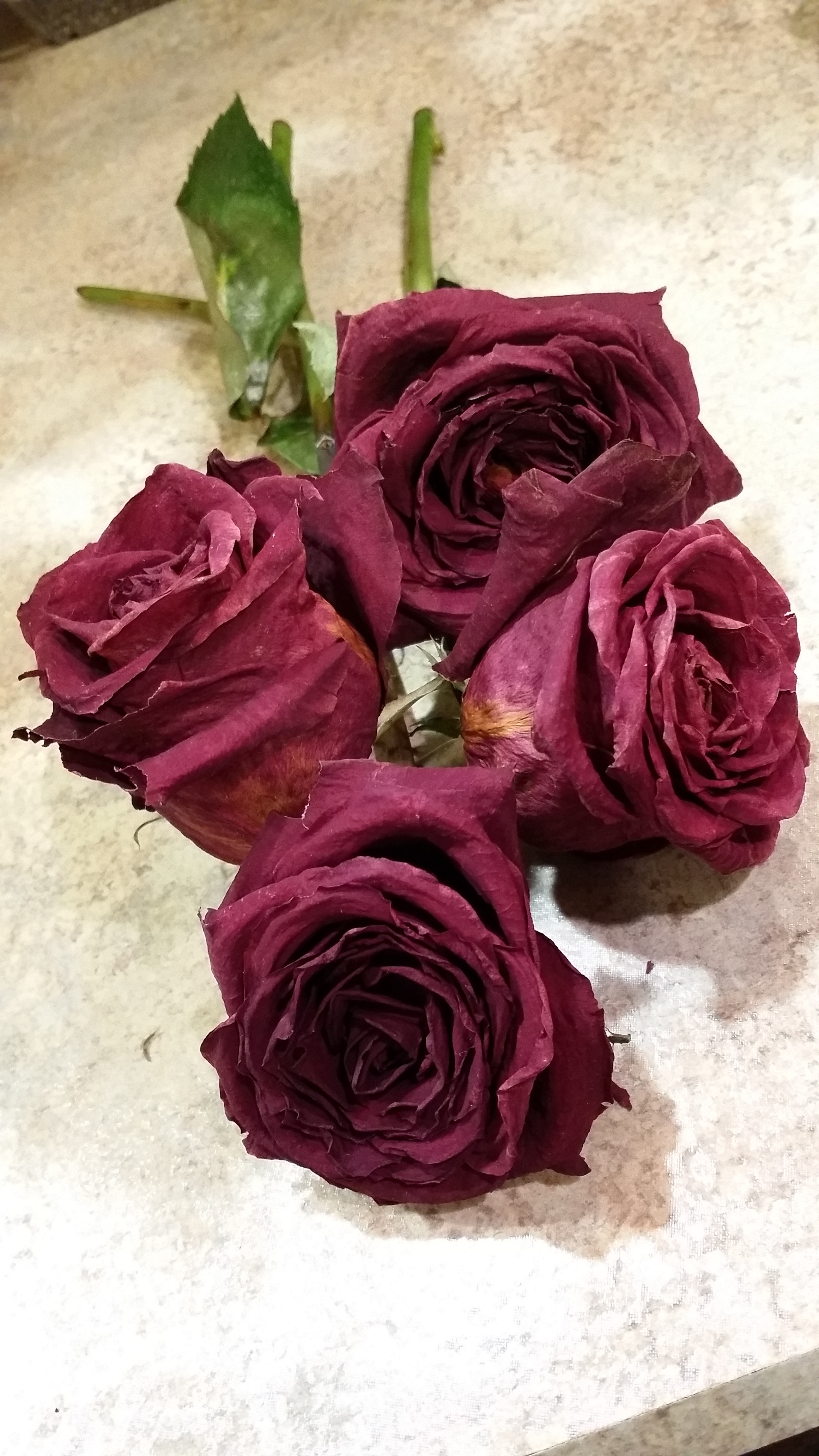 Droopy Roses Wallpapers Wallpaper Cave