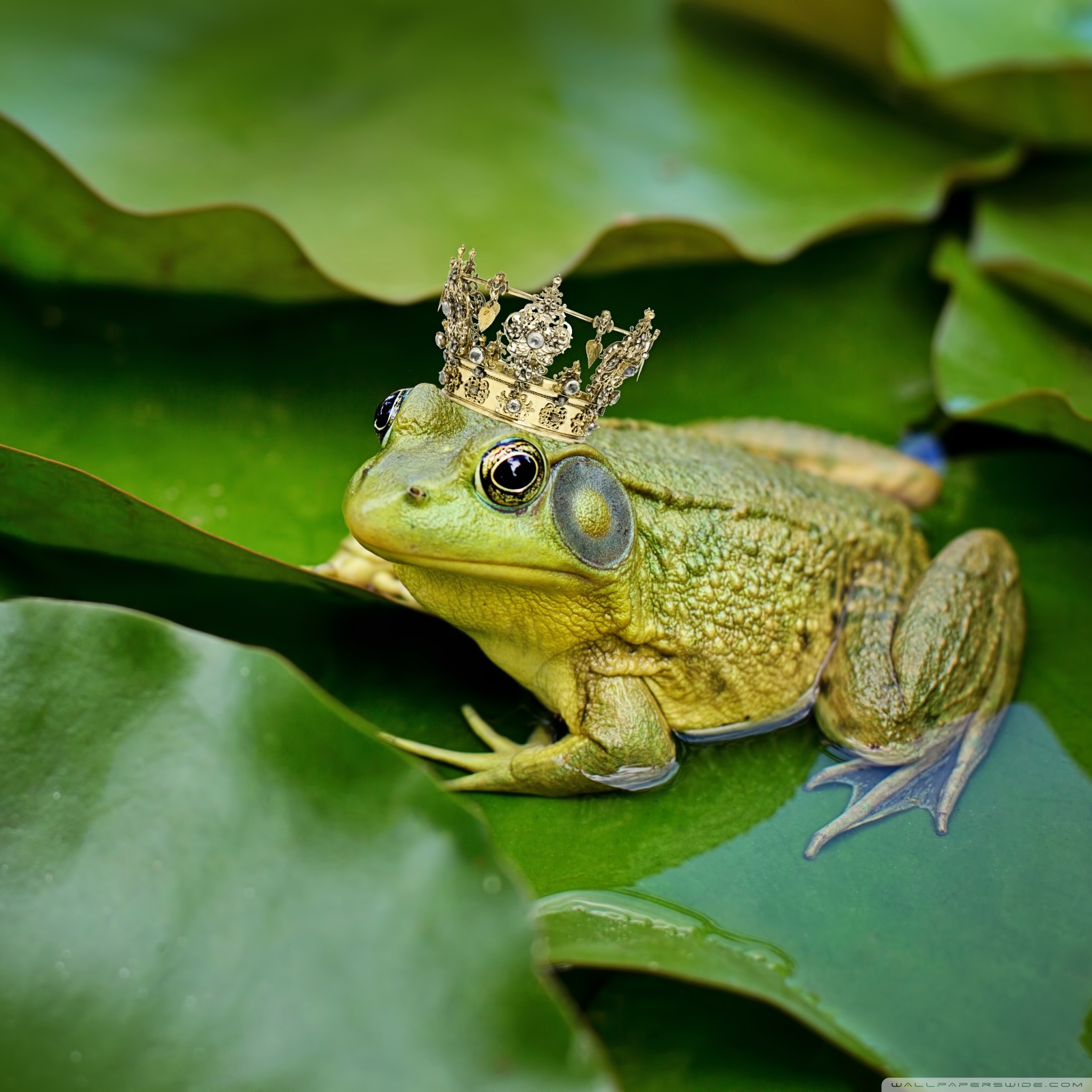 Cute Frog Wallpaper For iPad Air