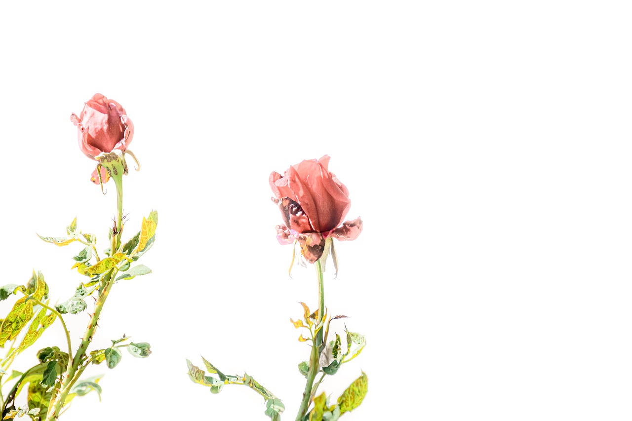 Droopy Roses Wallpapers Wallpaper Cave