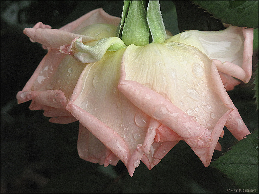 Droopy Roses Wallpapers Wallpaper Cave