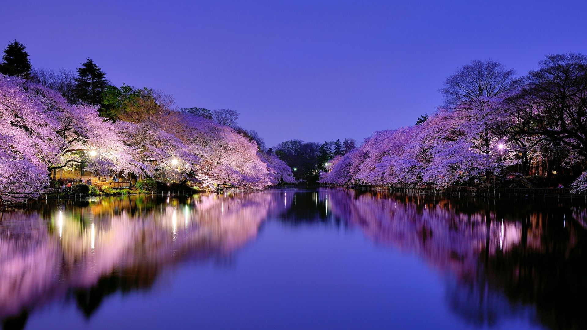 Japanese Sakura Wallpaper - Spring wallpaper, Spring wallpaper hd, Nature wallpaper