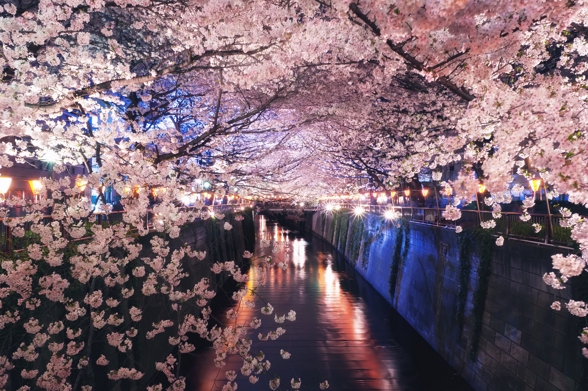 Wallpaper. Spring. photo. picture. Japan, spring, Sakura, flowering, channel